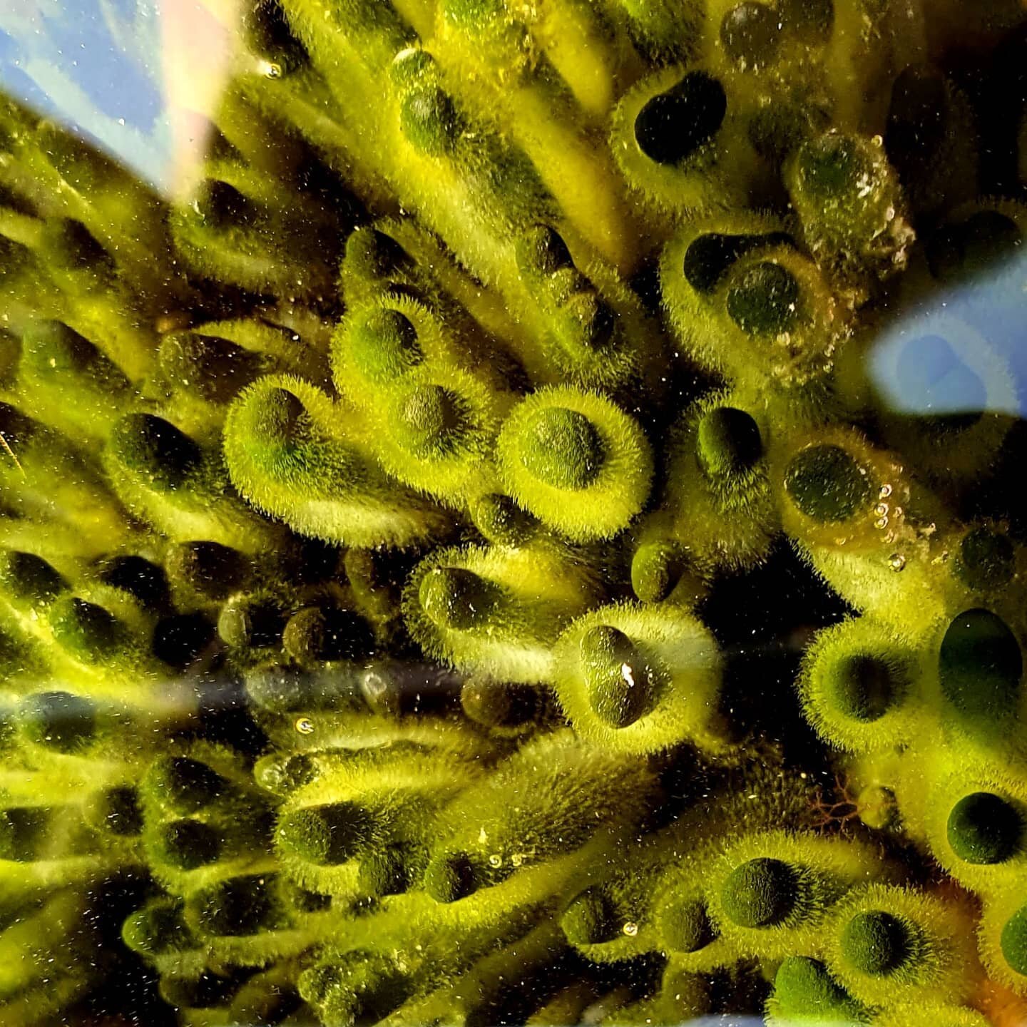 Velvet Horn Seaweed (Codium tomentosum) has a lovely texture and colour to it but I don't often find it in clumps this big. County Clare, Ireland.

Cormacscoast.com Walking tours 

#wildatlanticway #walkingtours #failteireland #discoverireland #filly