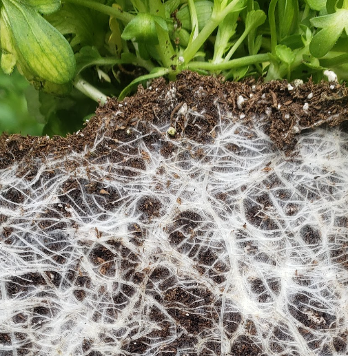 Close-up of plant roots with white fungal mycelium in soil underneath green plant leaves.