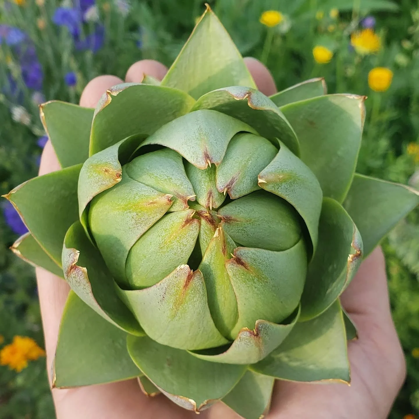 Close-up of a green succulent plant being held outdoors with a background of yellow and purple flowers.