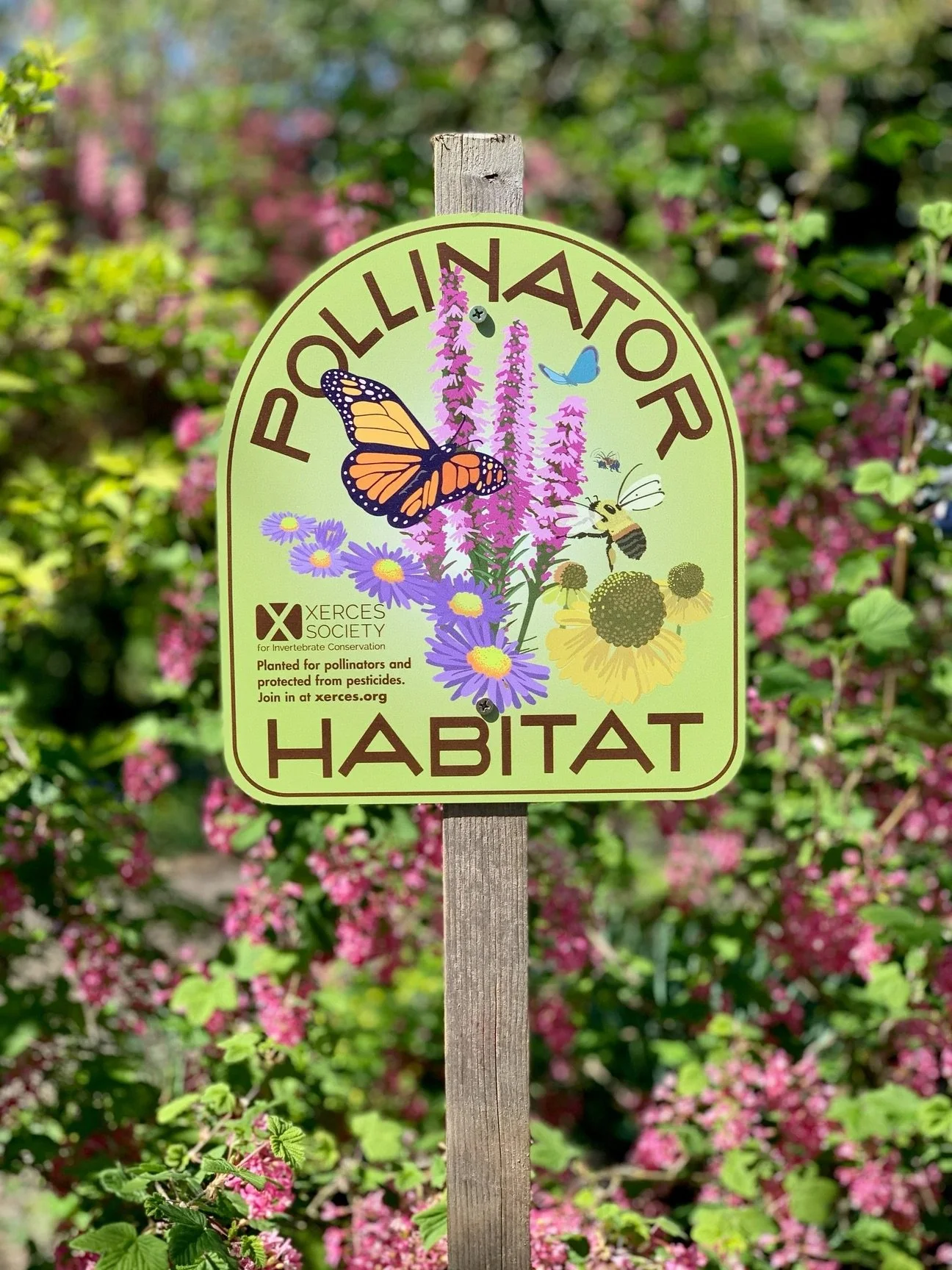 Creating Habitat Gardens and Food Forests: Let’s integrate native flora and more diverse polyculture gardens into our home landscapes!