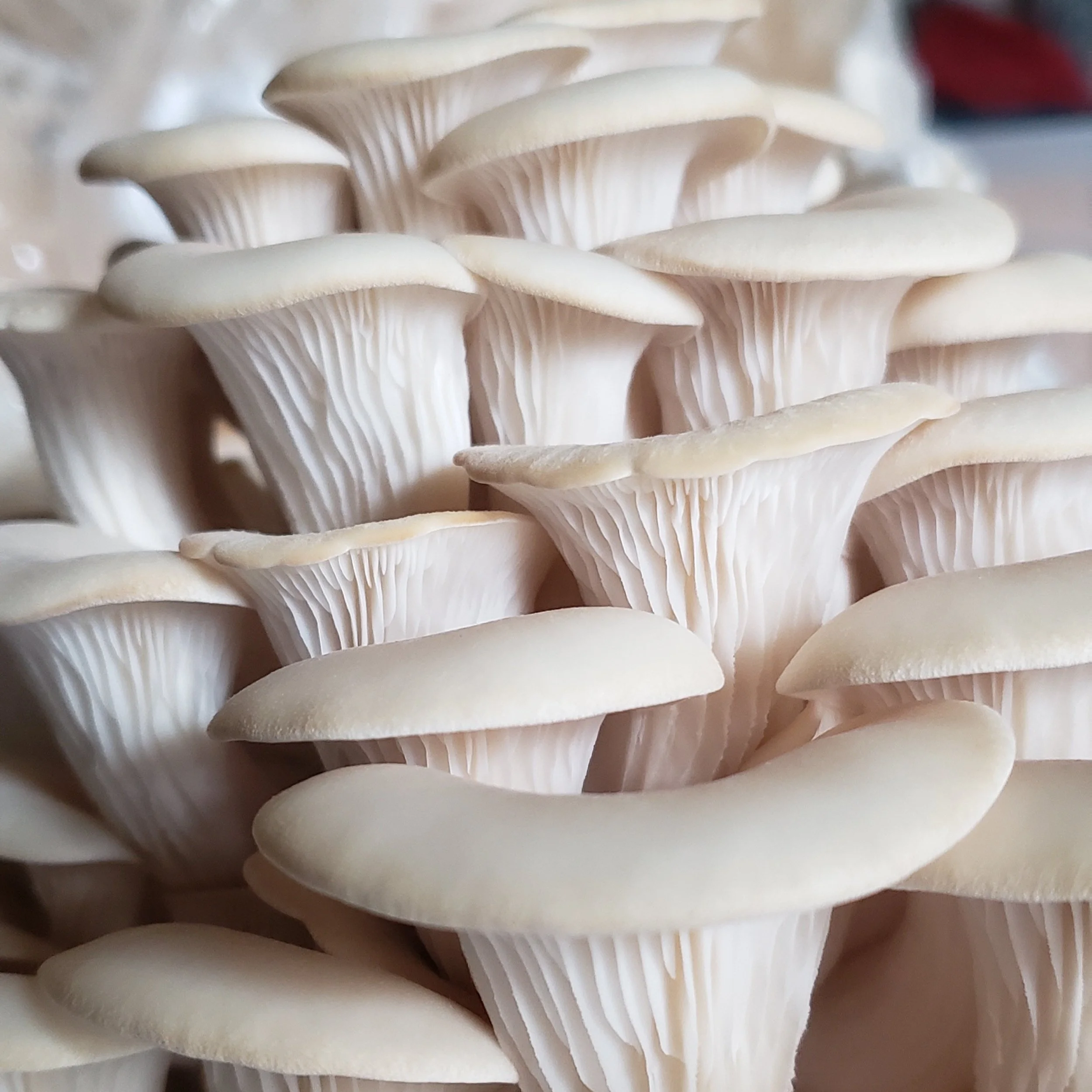 Intro to Permaculture: Permaculture in Small Spaces