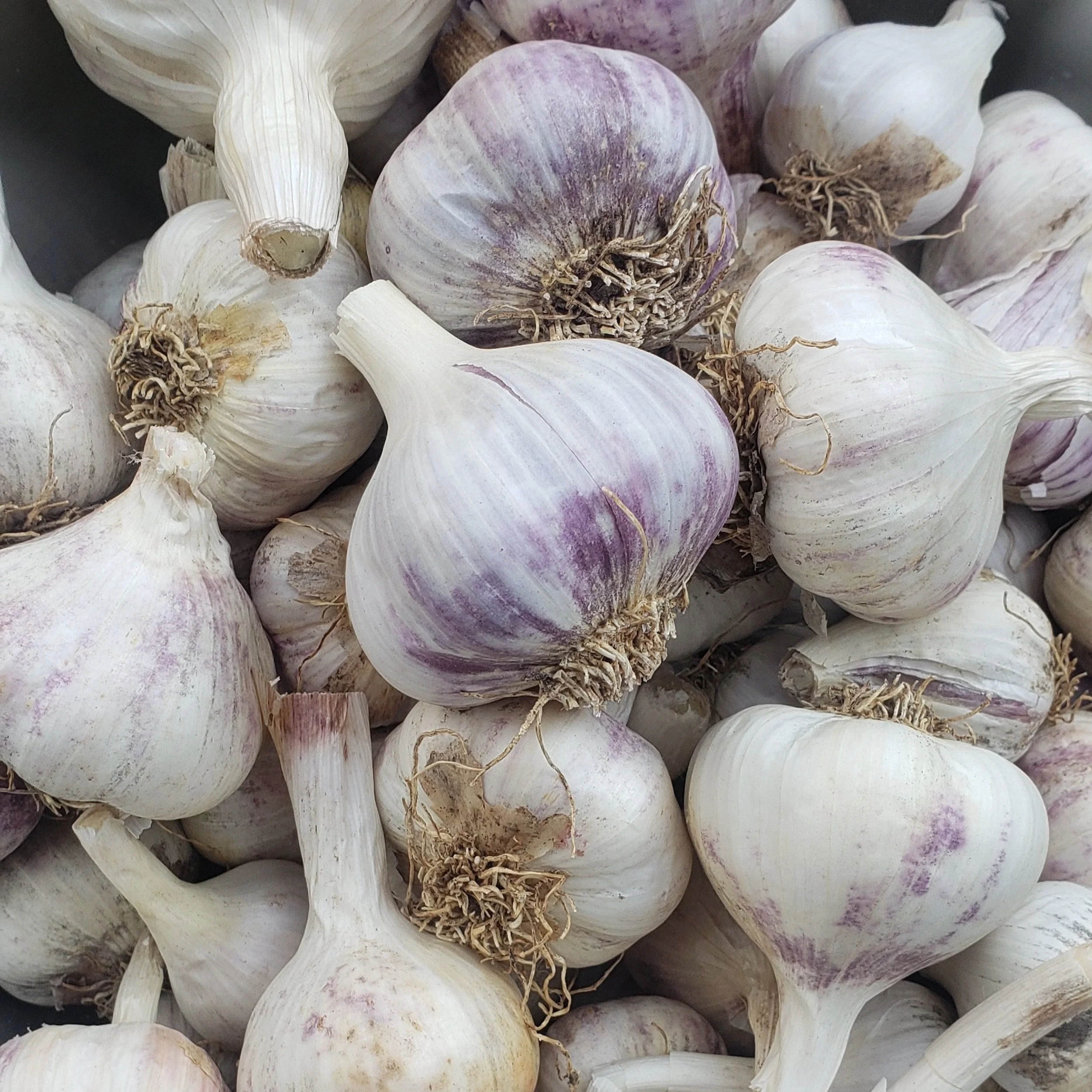 Growing a Family Garden: Growing food for and with your family