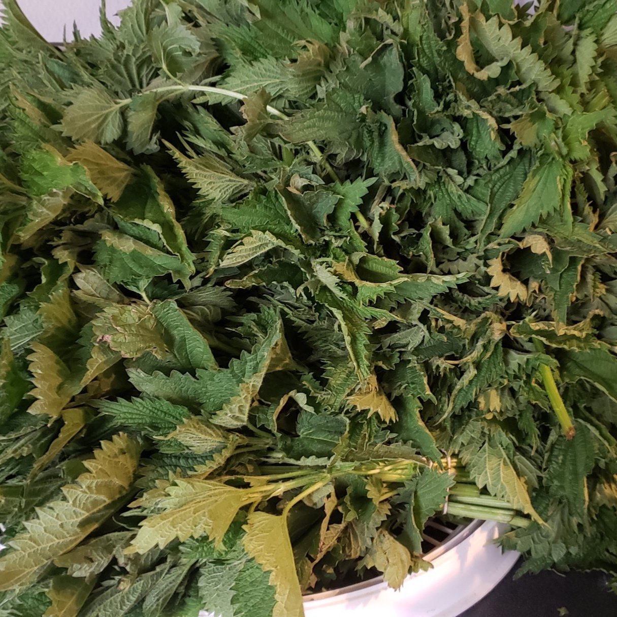 Ethical wildcrafting for medicinal remedies: Learn how to ethically forage herbs for medicinal remedies in your own landscape! 