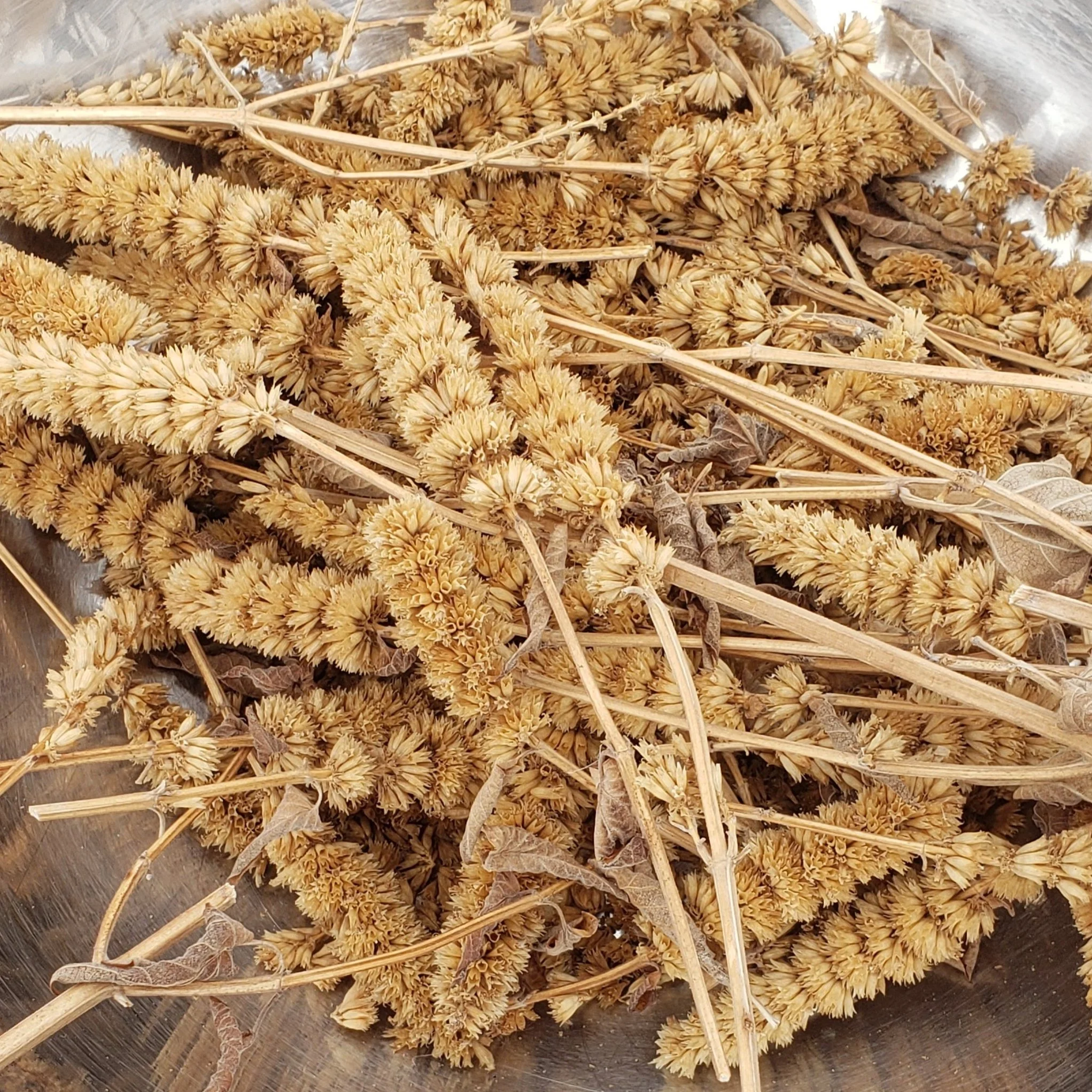 Seed Saving 101: How to save seeds from your garden or kitchen scraps