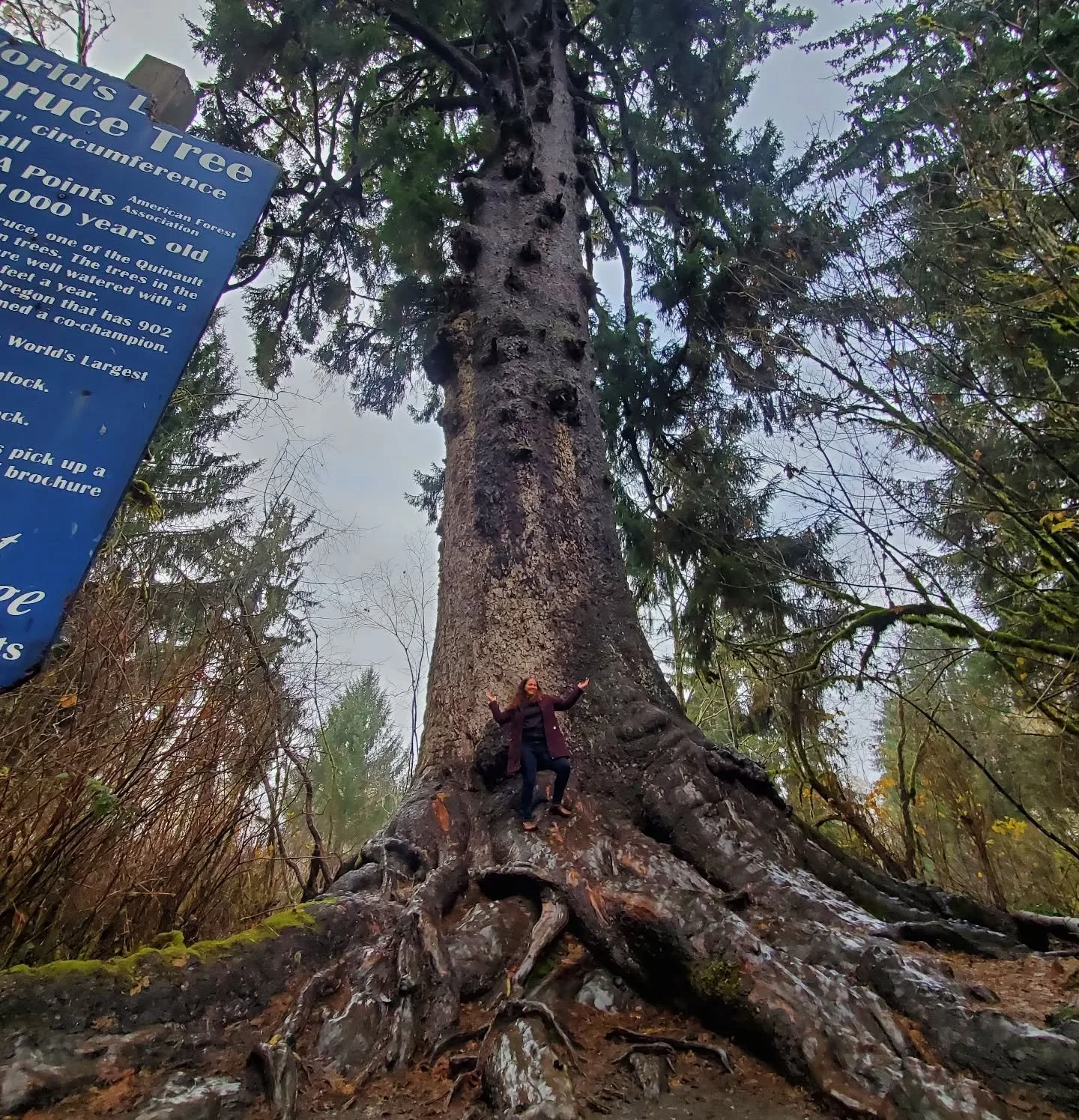 My favorite place with my favorite people this winter. One of my most cherished winter memories was hugging this tree - the world's largest spruce! It's estimated to be 1000 years old. The rain slowly coming down through its branches was other-worldl