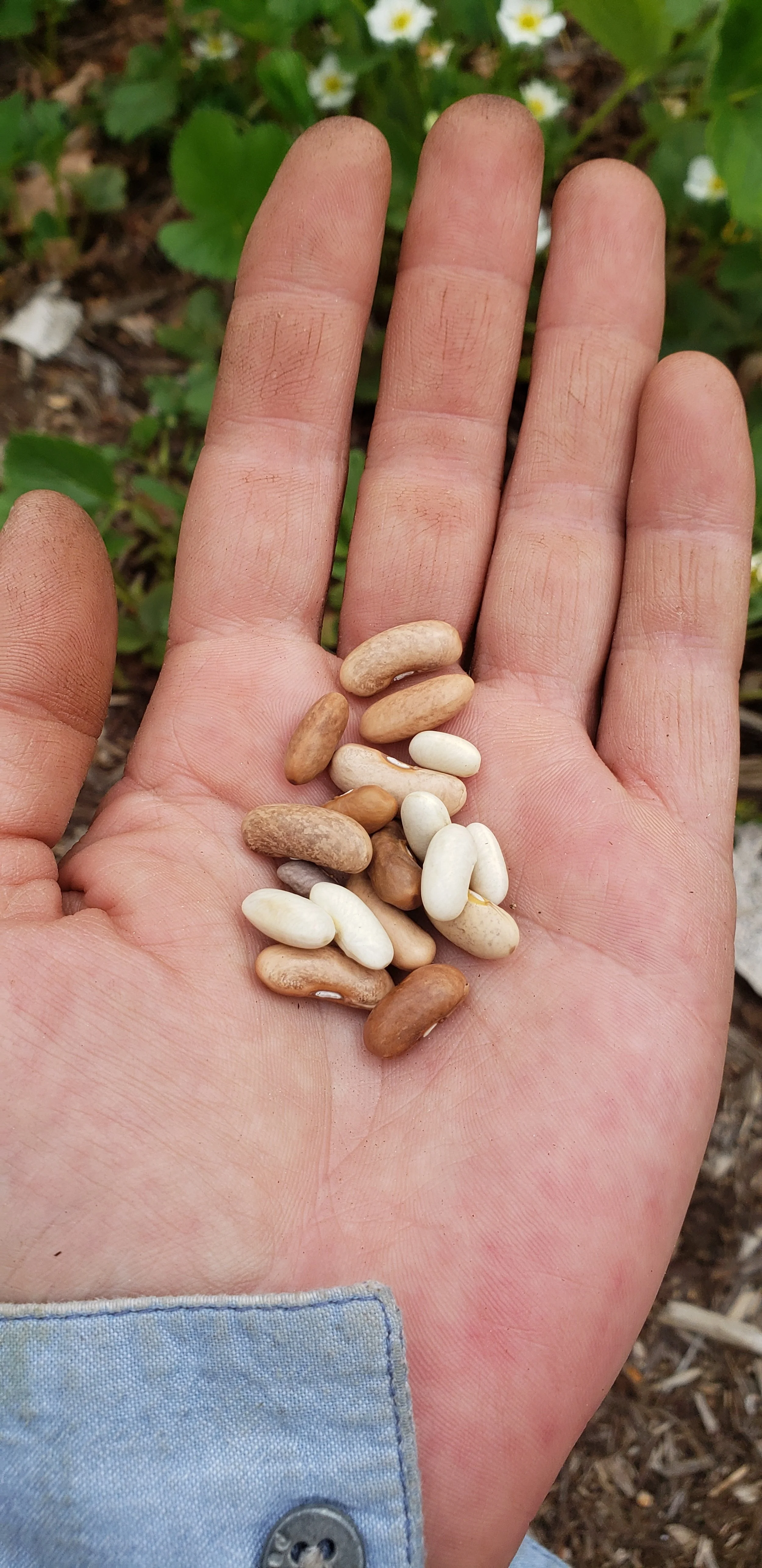 Hand holding a mixture of various colored beans outdoors with green plants and white flowers in the background.