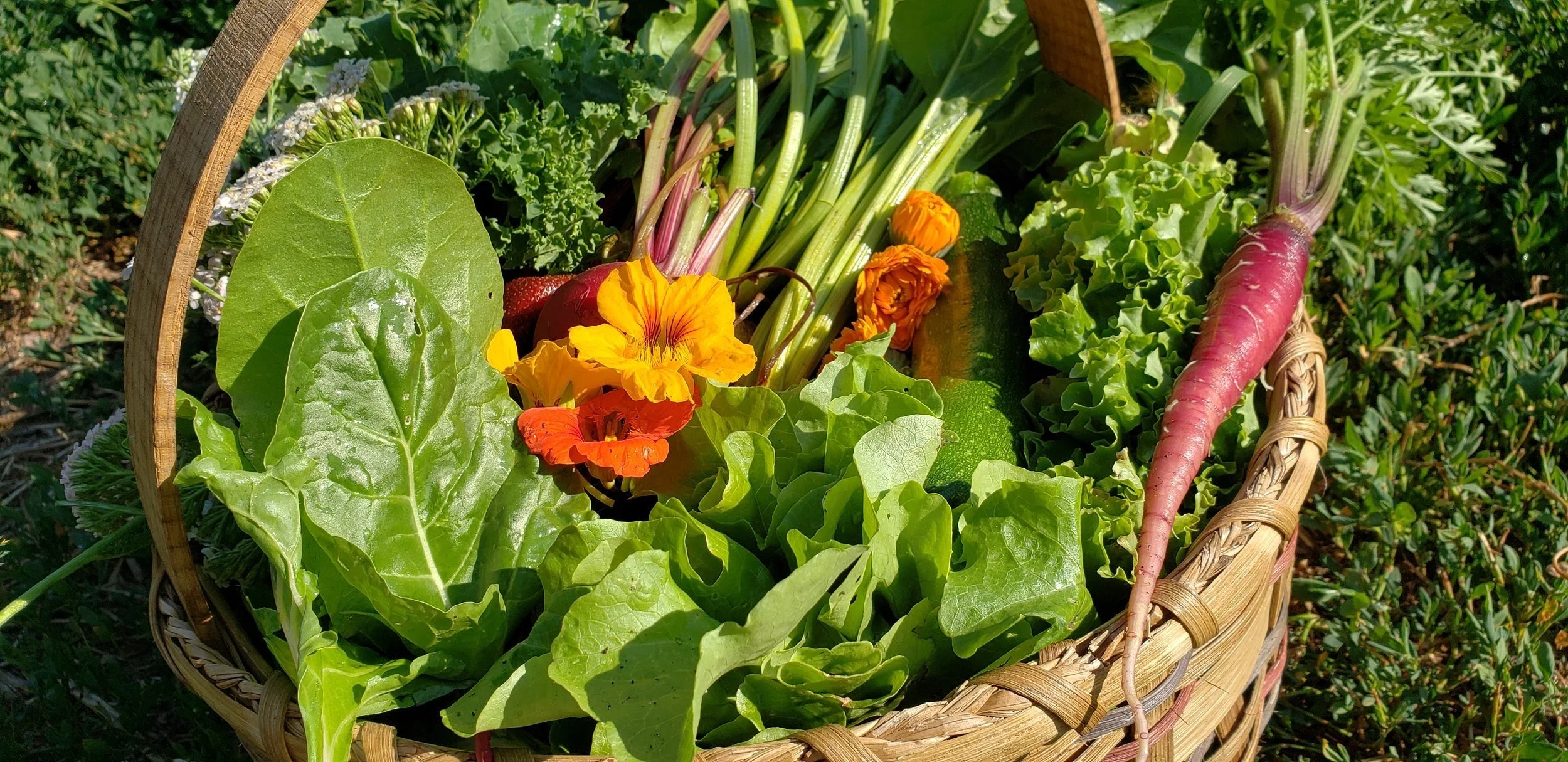 A woven basket filled with fresh vegetables and edible flowers, including lettuce, leafy greens, a radish, and flowers, set outdoors in natural sunlight.