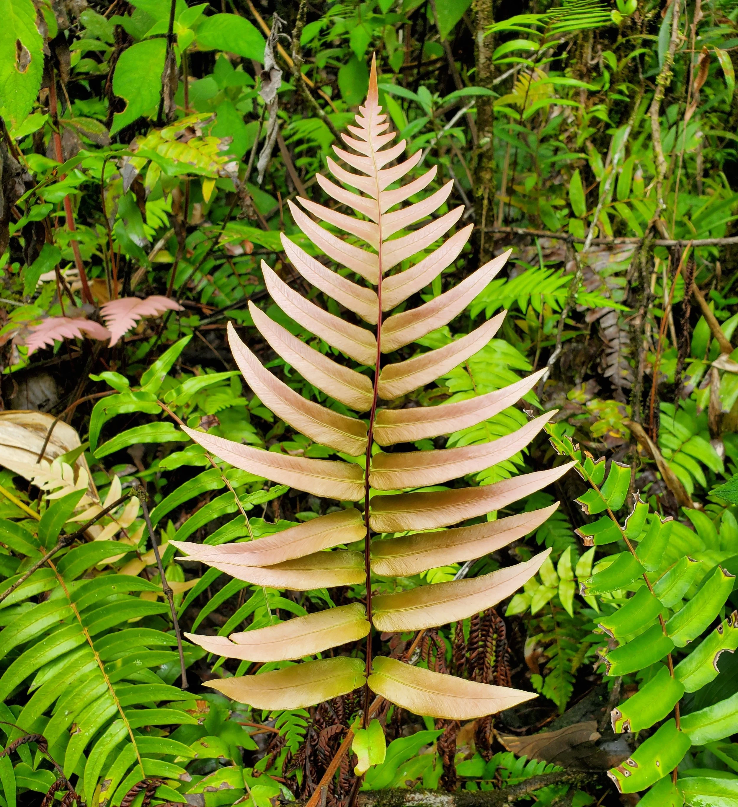 A large fern with light pinkish-brown fronds standing amidst dense green foliage in a forest.