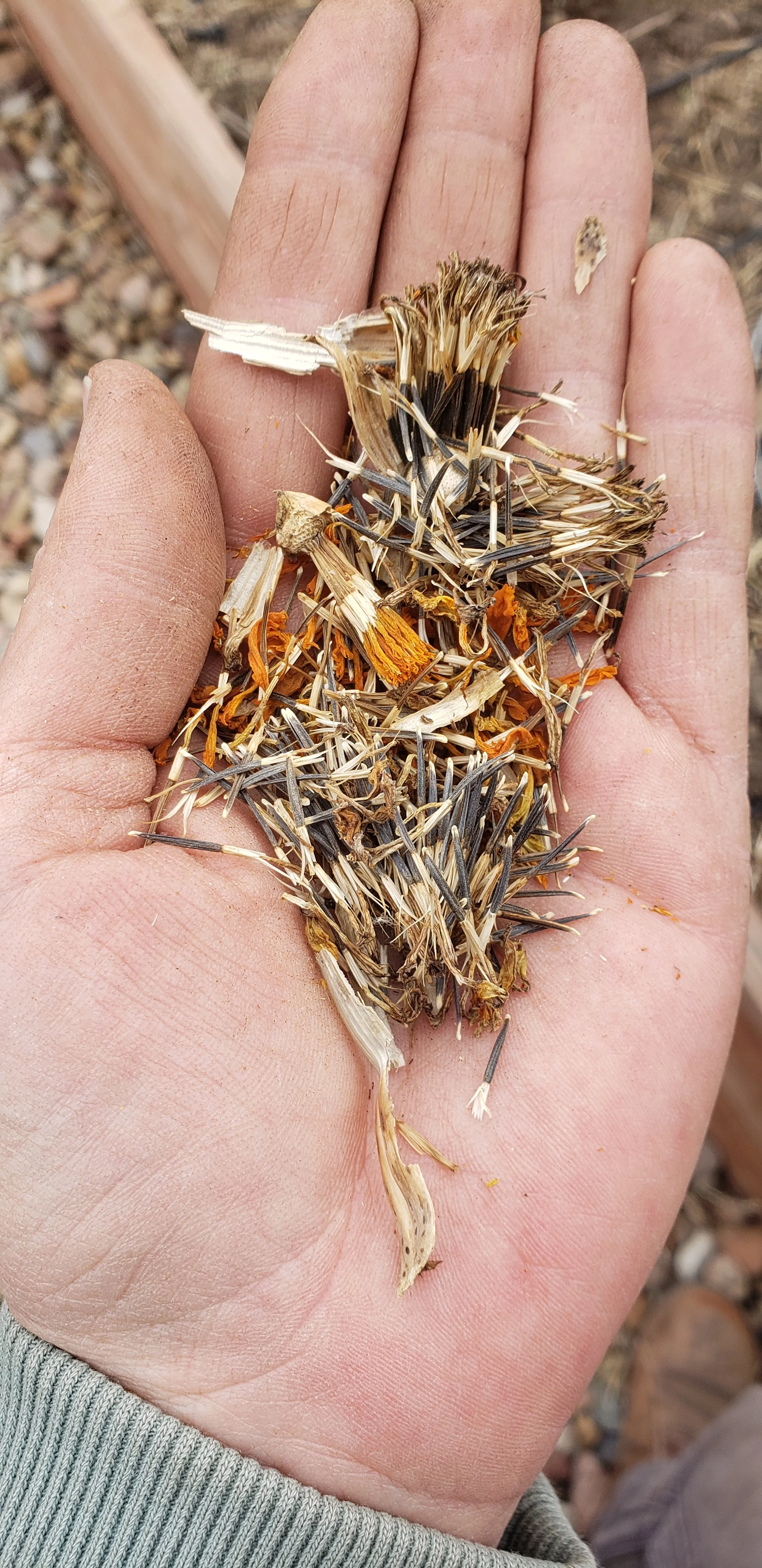 A hand holding small dried plant remains, including seeds, petals, and stems, with a blurred outdoor background.