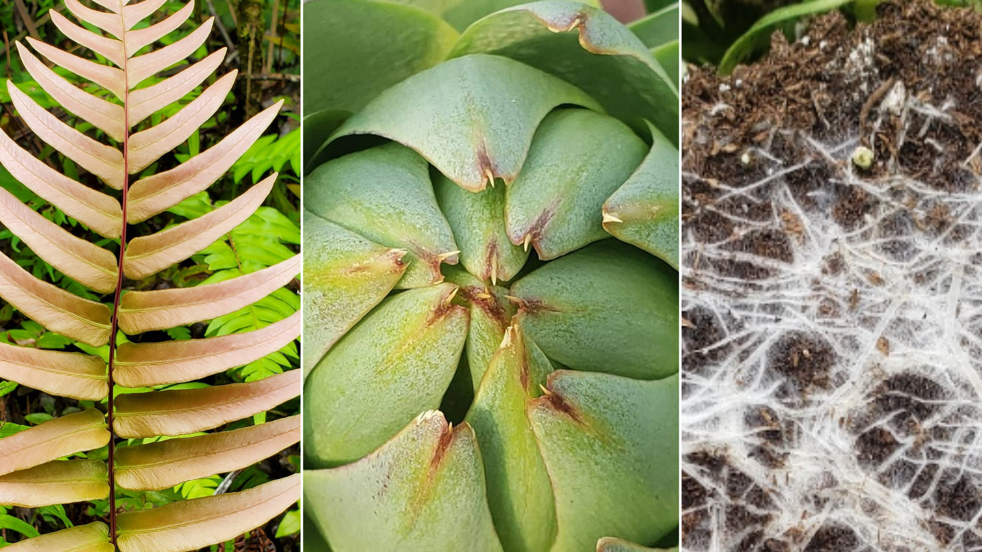 A collage of three images: first, a pale pink fern leaf; second, a close-up of a green artichoke; third, white fibrous roots on dark soil.