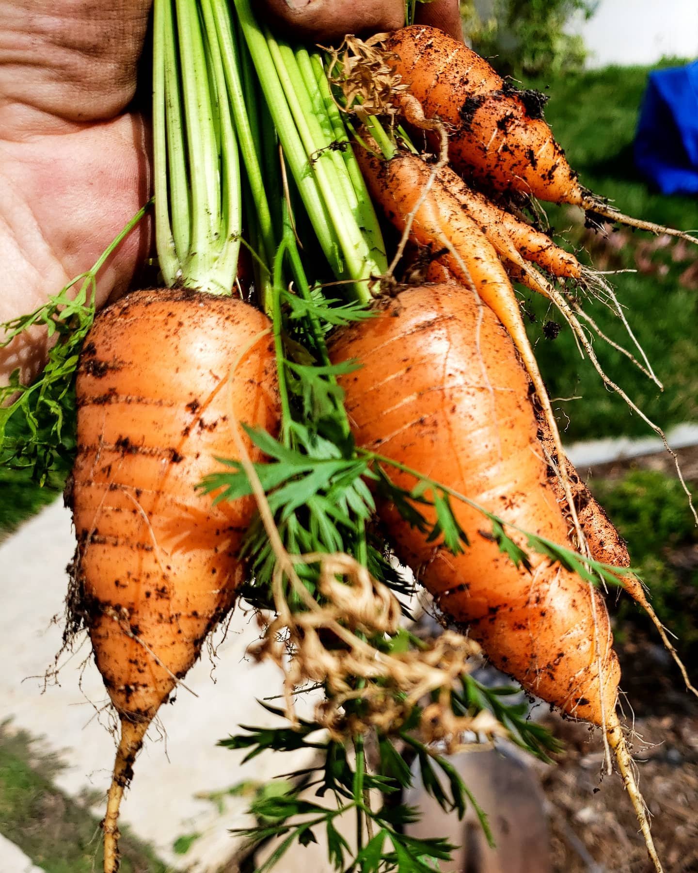 A bunch of freshly harvested carrots with green tops and dirt on them, held in someone's hand outdoors.