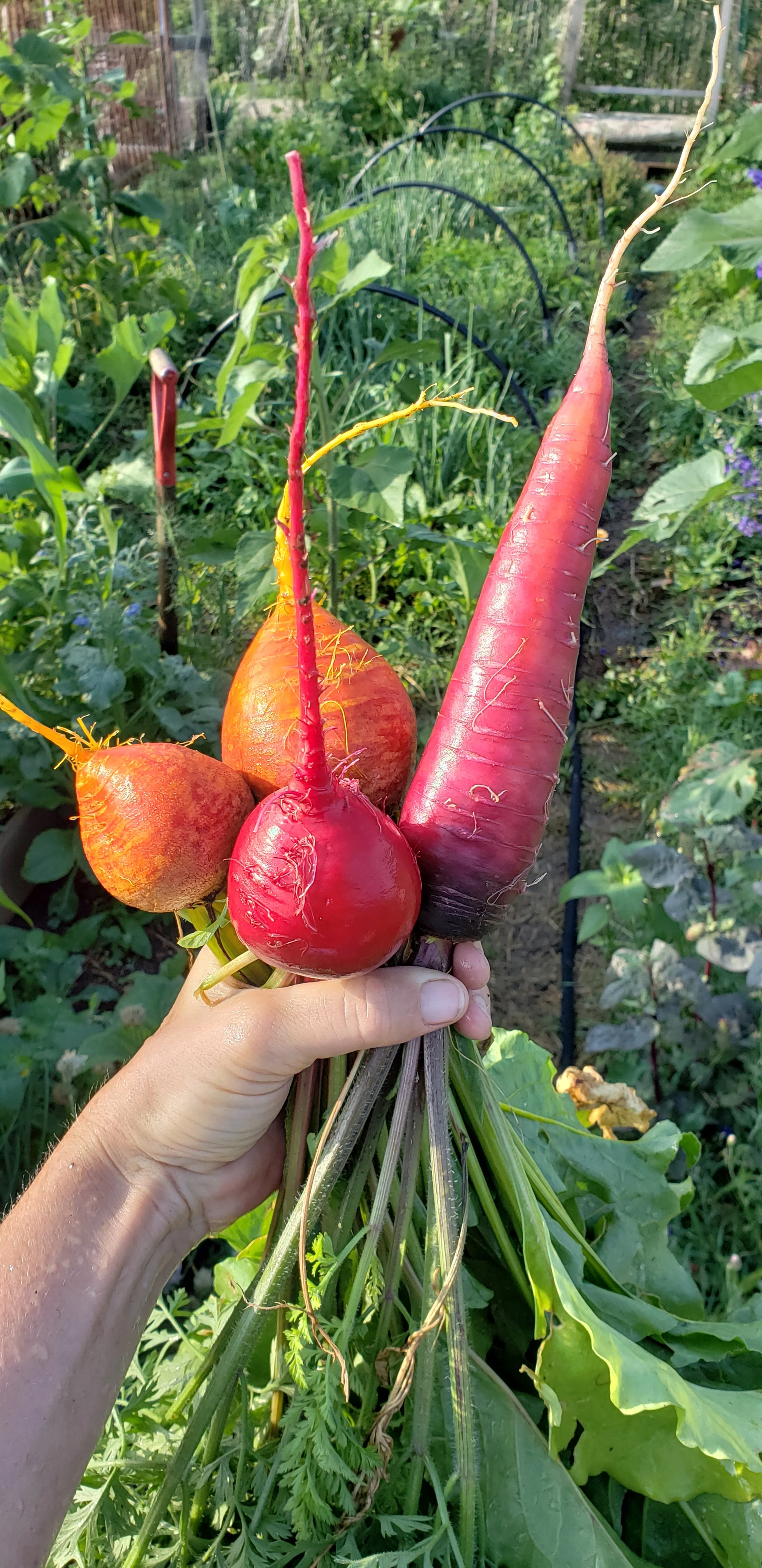 Hand holding a bunch of colorful radishes, including red, orange, and pink, in a garden with green plants and garden hoops in the background.