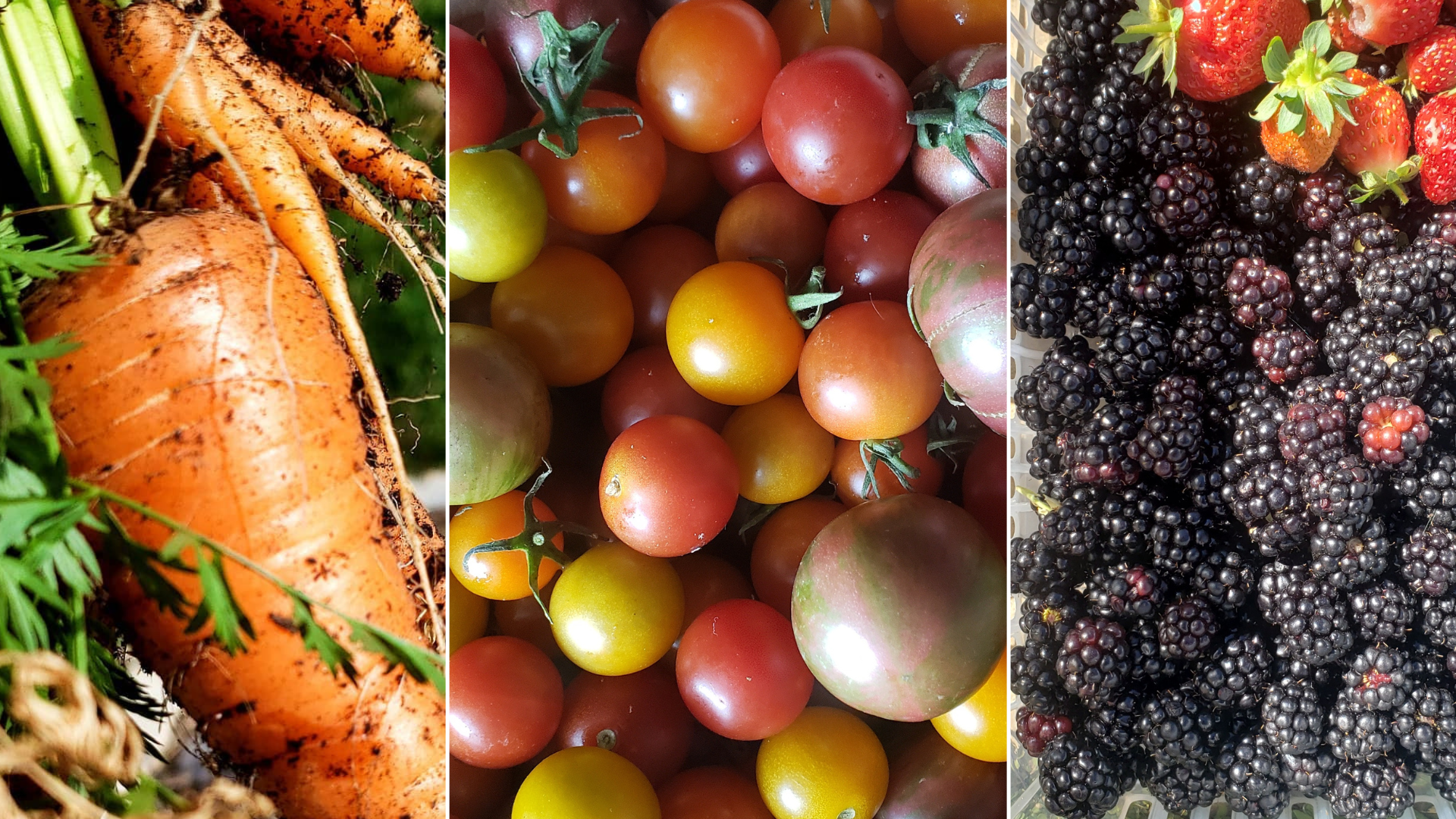 Three sections of farm produce: on the left, a close-up of fresh carrots with green tops; in the middle, a variety of small, colorful cherry tomatoes; on the right, a cluster of ripe blackberries with some strawberries mixed in.