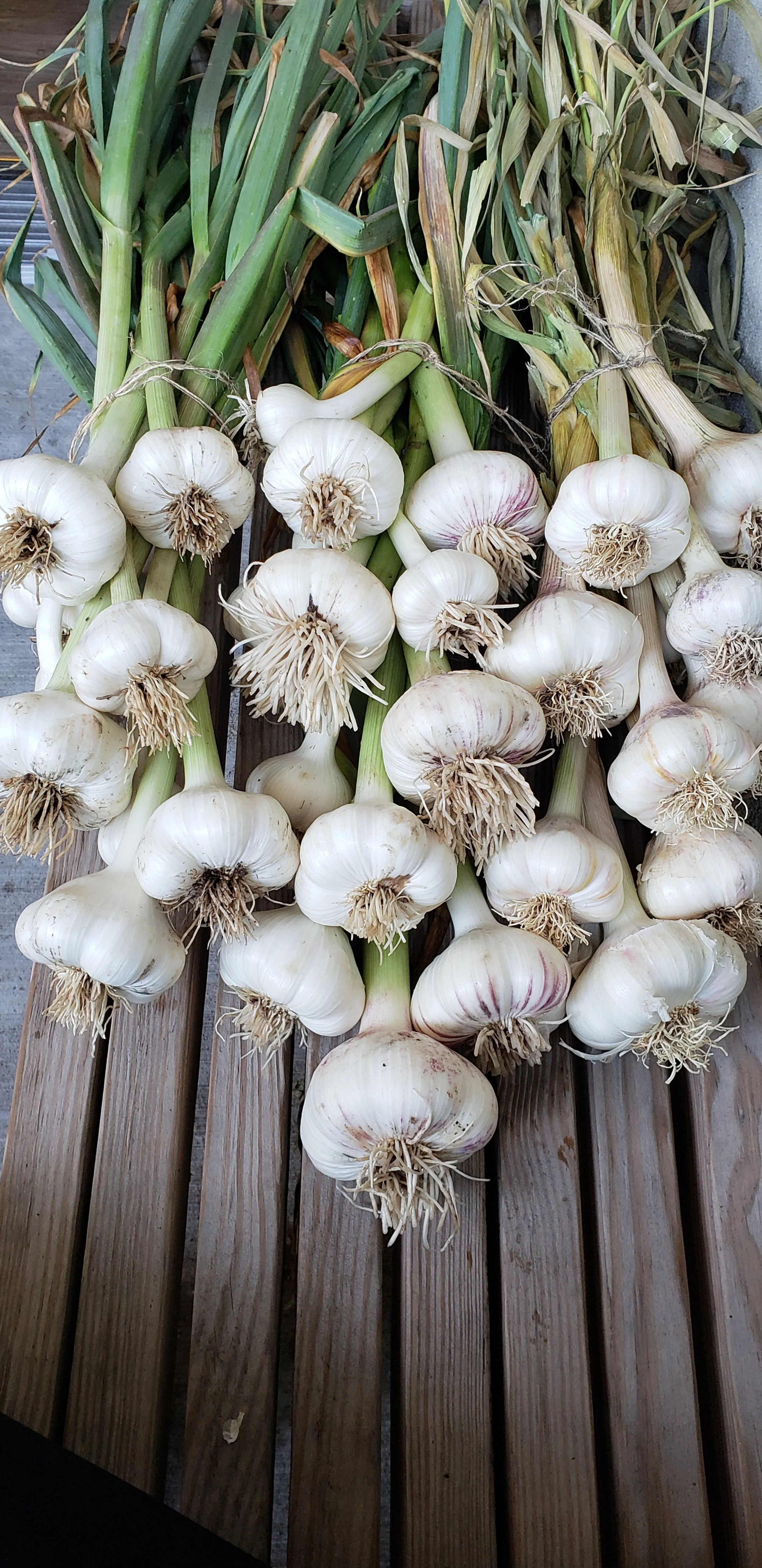 Bunches of fresh garlic with green stalks laid on a wooden surface.