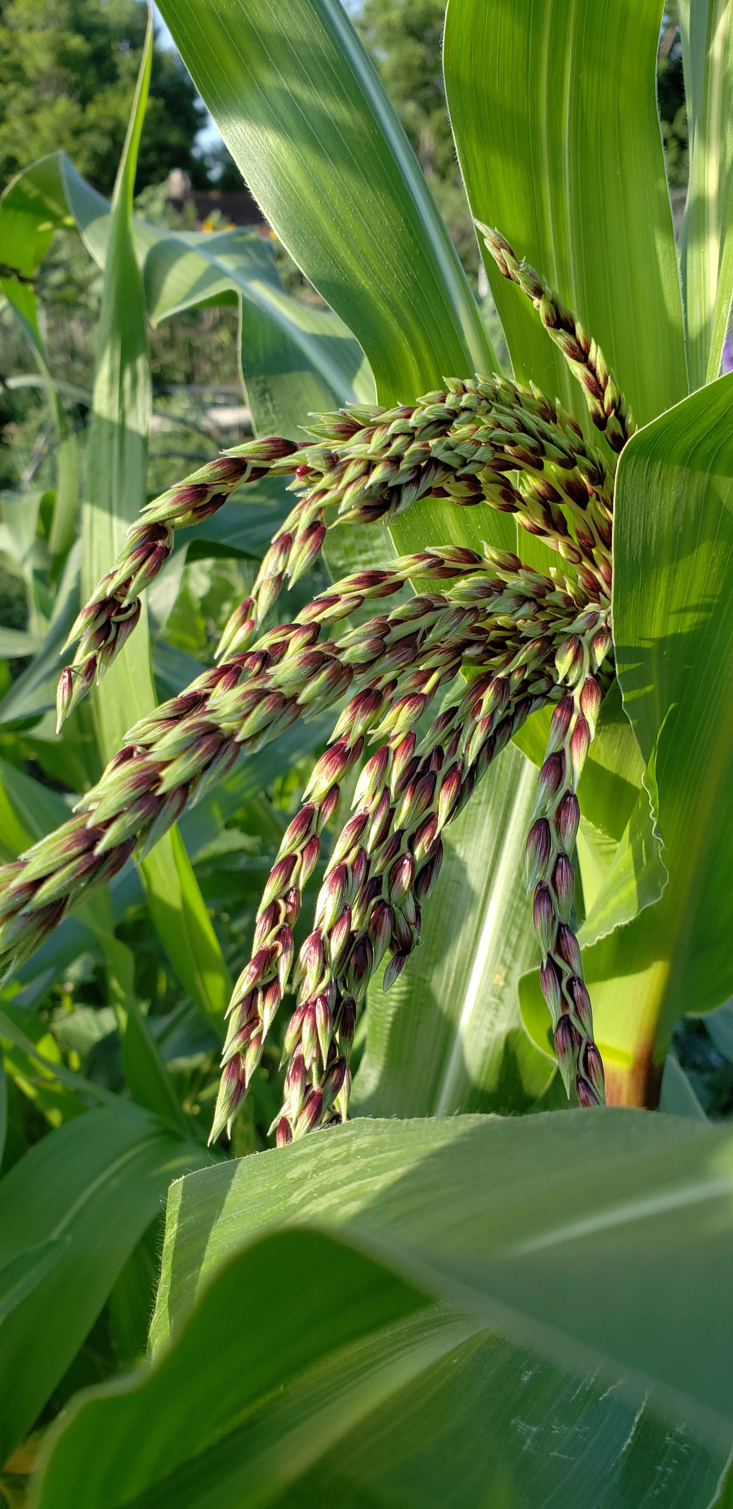 Close-up of corn plant with green leaves and developing corn silk in sunlight.