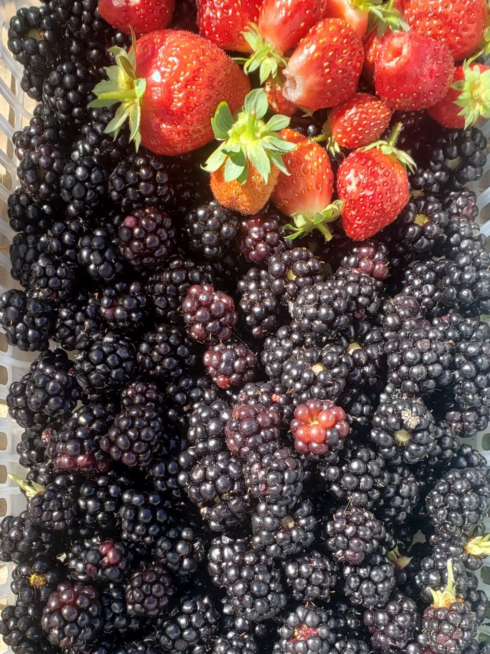 A collection of fresh blackberries and strawberries.
