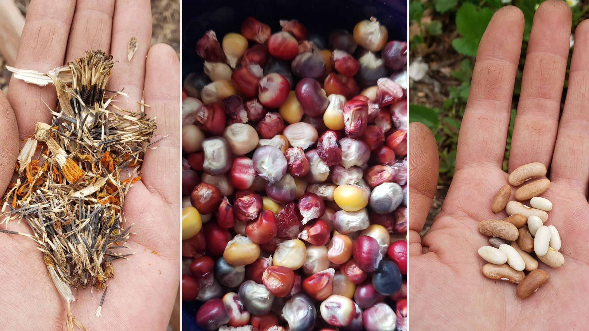 Three images side by side. The first shows a hand holding dried plant material, possibly herbs or seeds. The middle image shows a pile of colorful corn kernels, some with kernels removed. The third image shows a hand holding a variety of beans, including kidney beans, white beans, and pinto beans.