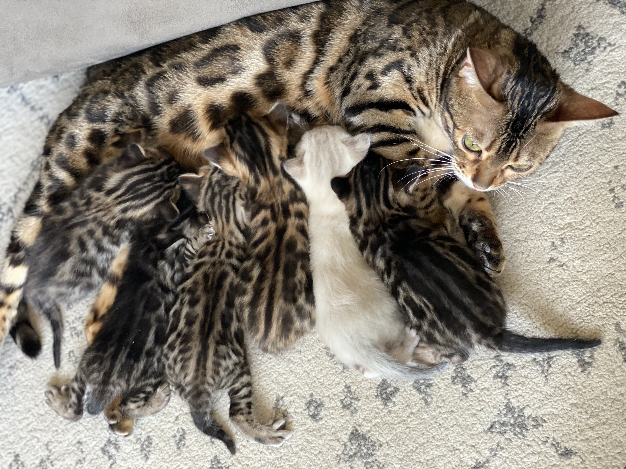 Bengal kittens available  Bengal kittens available now