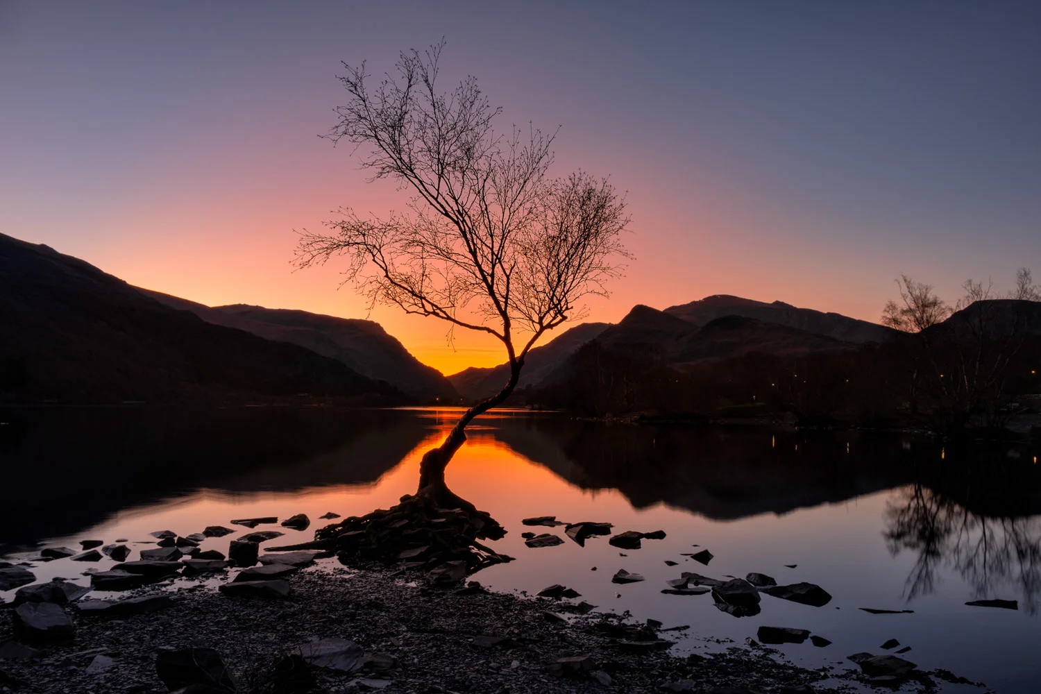 Llyn Padarn Lone Tree