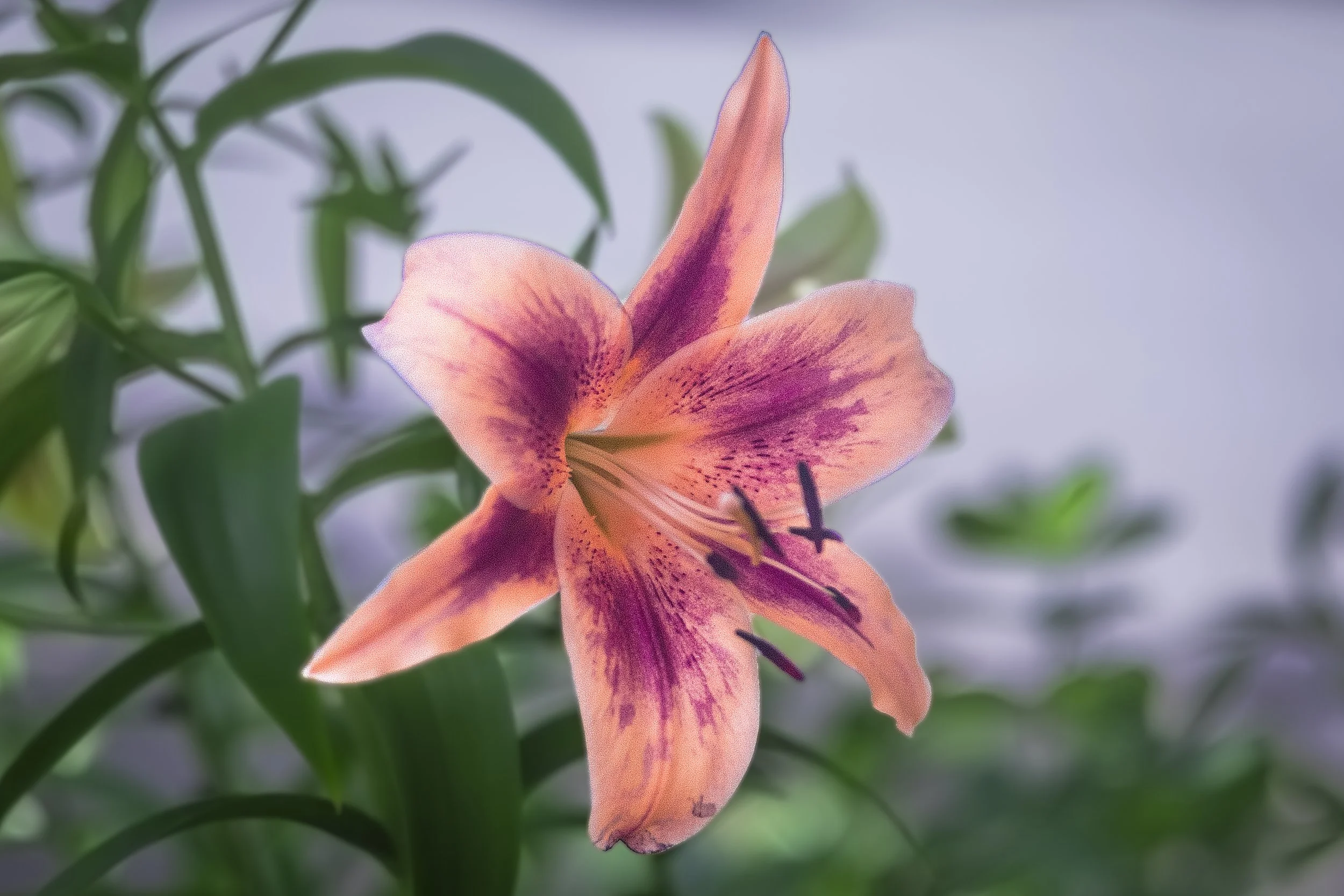 Kathia Muniz -  Flower.jpg