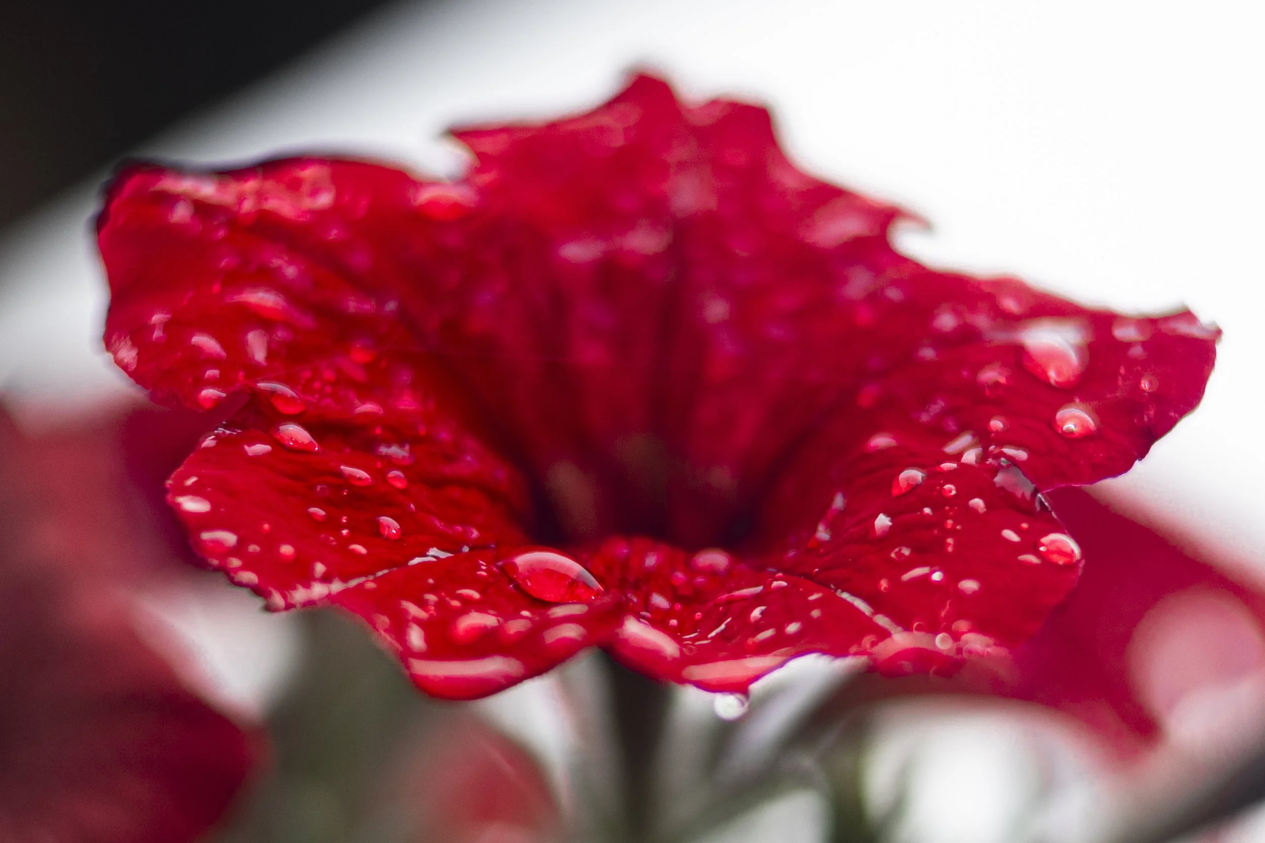 Benjamin Davis - Bloom.jpg