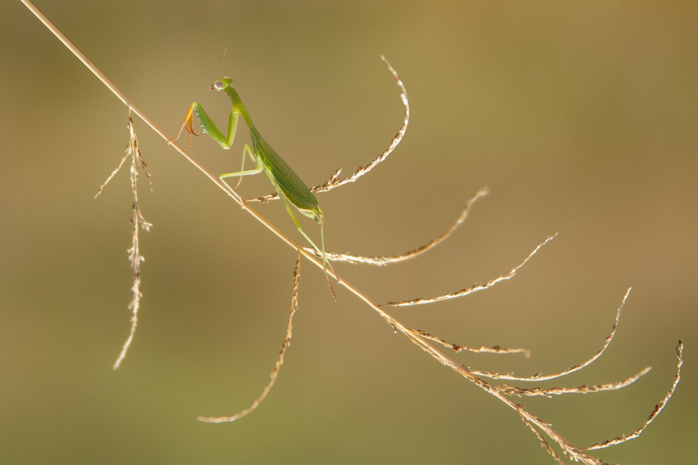 013-Praying Mantis.jpg