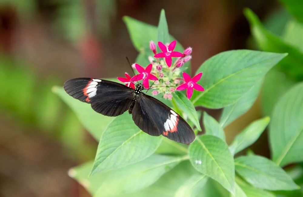 012-Butterfly Blk with white.jpg