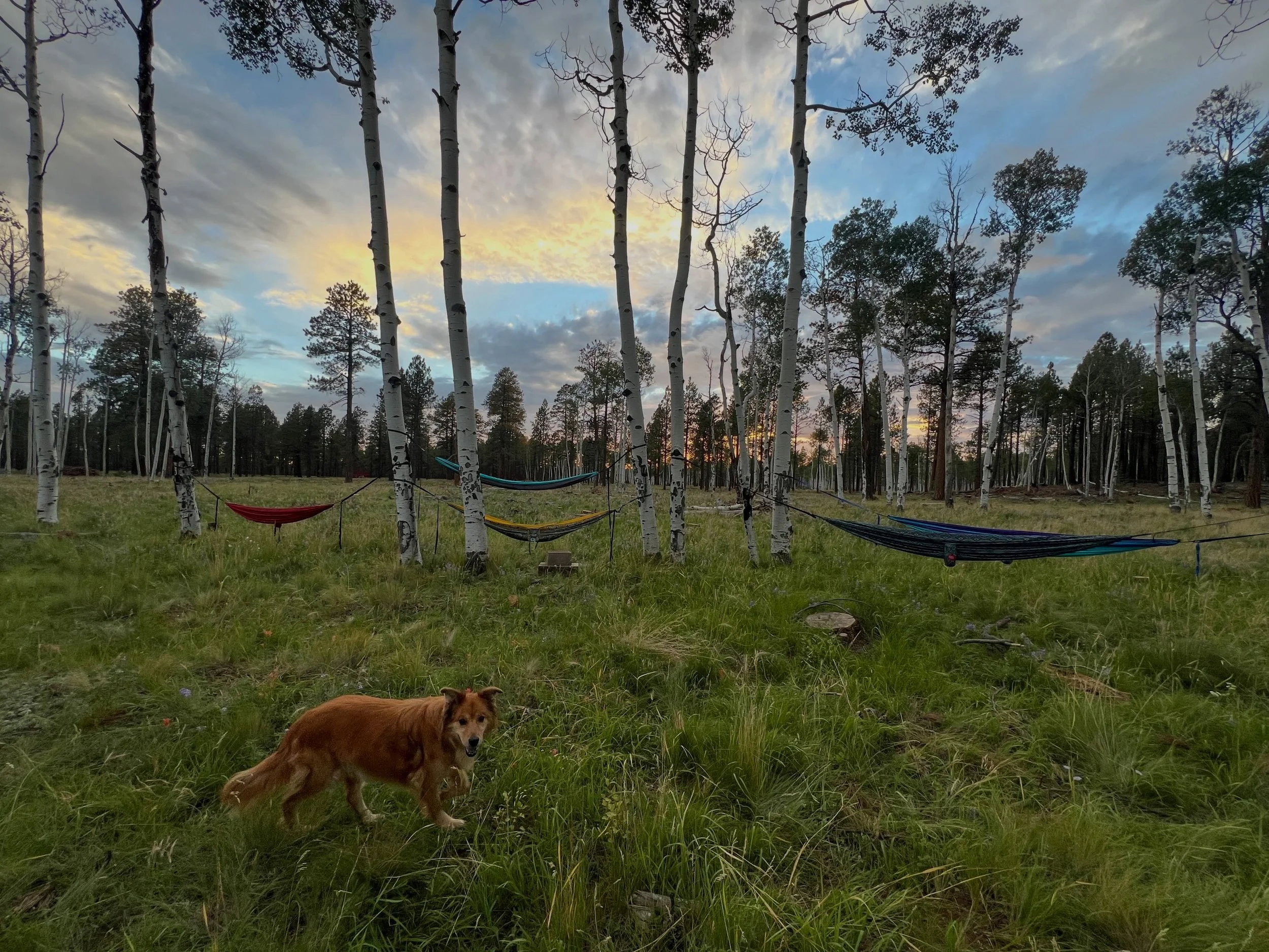 There&rsquo;s something special about the transition from summer to fall in Flagstaff. 🍂☀️ 

Cooler mornings, golden aspen leaves, familiar rhythms returning, and a little more reason to gather together.

It&rsquo;s one of our favorite times of year