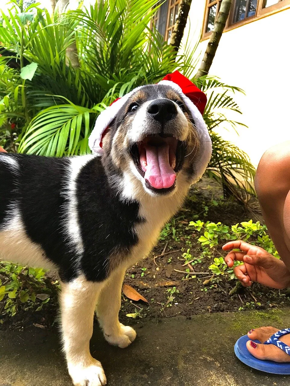 Merry Christmas and Happy New Year