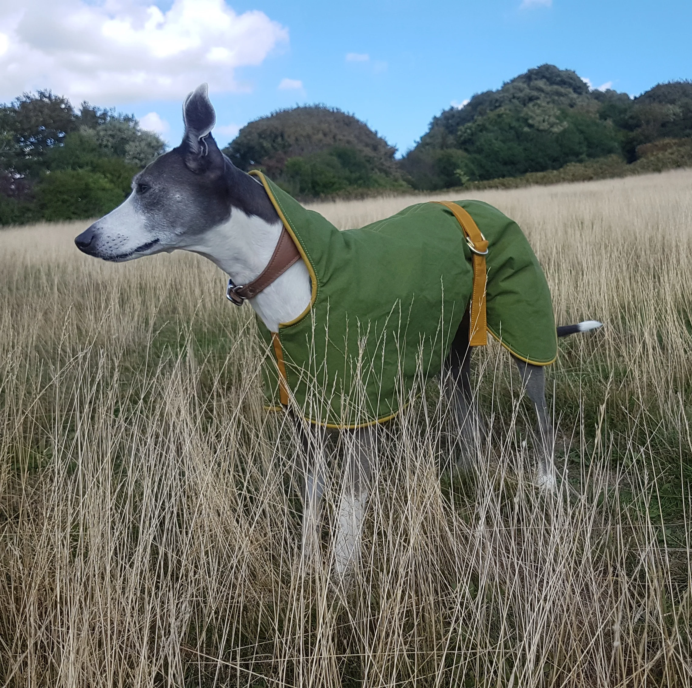 friday fox whippet coats