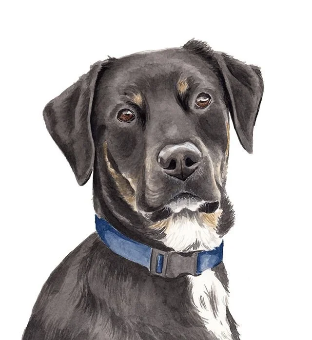 This dapper gent is popping in to let you know that you made it over the HUMP! 🐪  Congrats 👏yes I had to double check what day it is - like everyone else. Cooper really is the most regal looking guy I&rsquo;ve painted, such a gentleman!

#paperbett