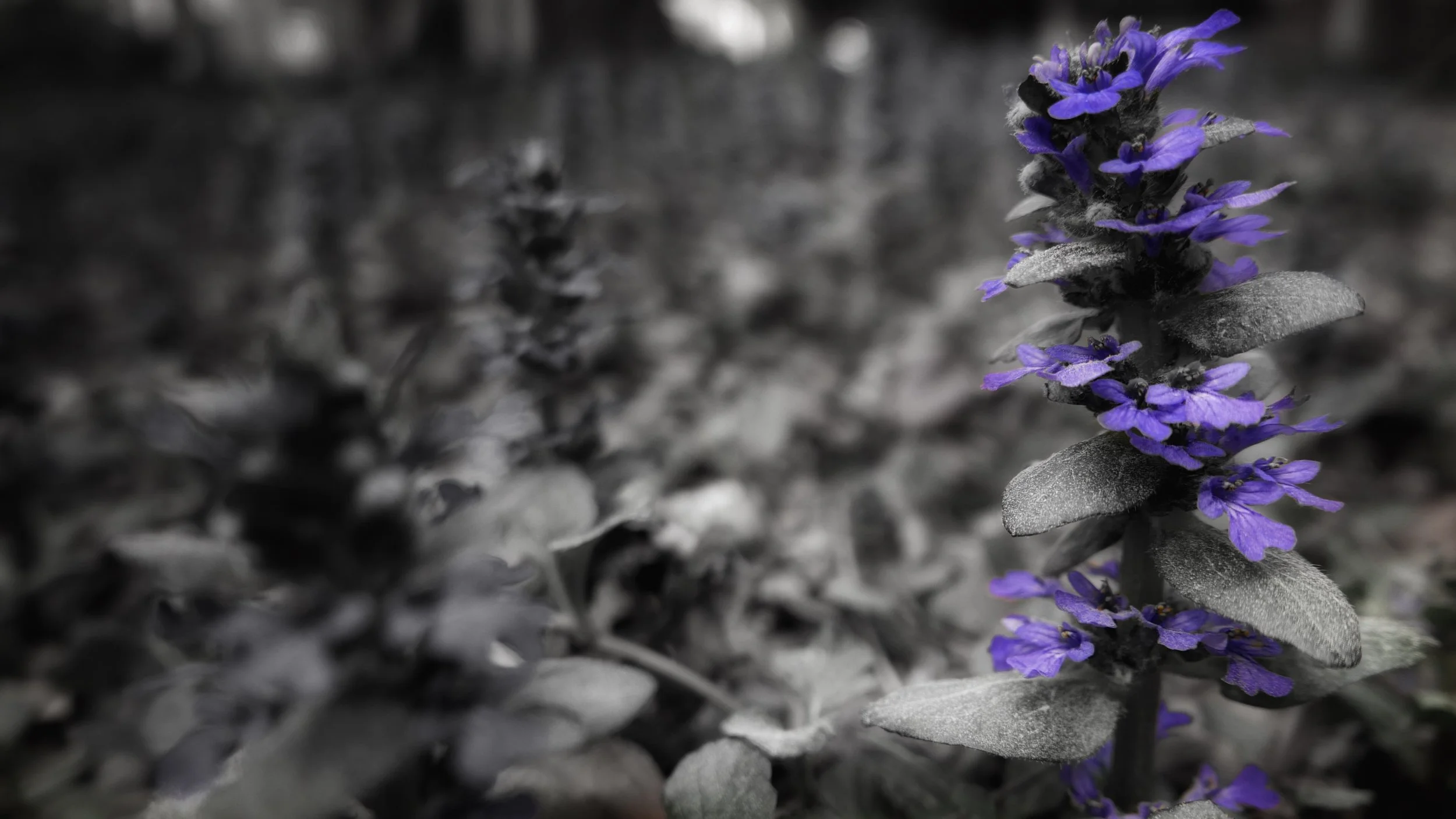 8F773332-9A68-4C2D-AFB6-D3AC1E80CD57.jpeg
