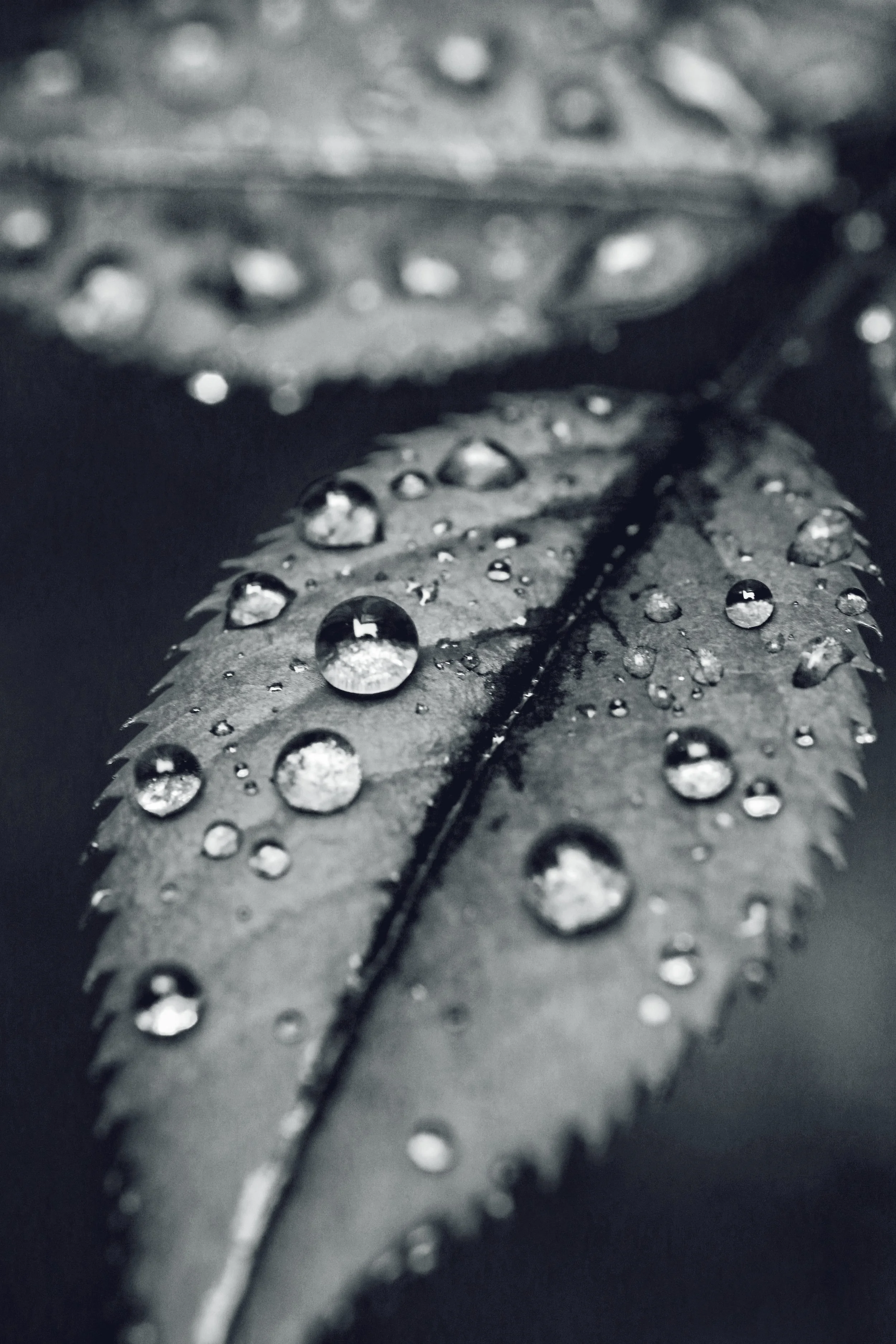 2B661BDA-83E5-461F-AA90-C7E344E964C8.jpeg