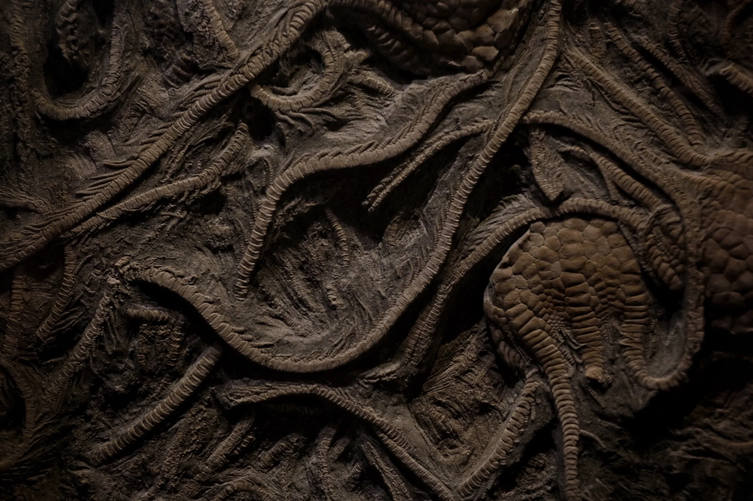 fossils in the Natural History Museum