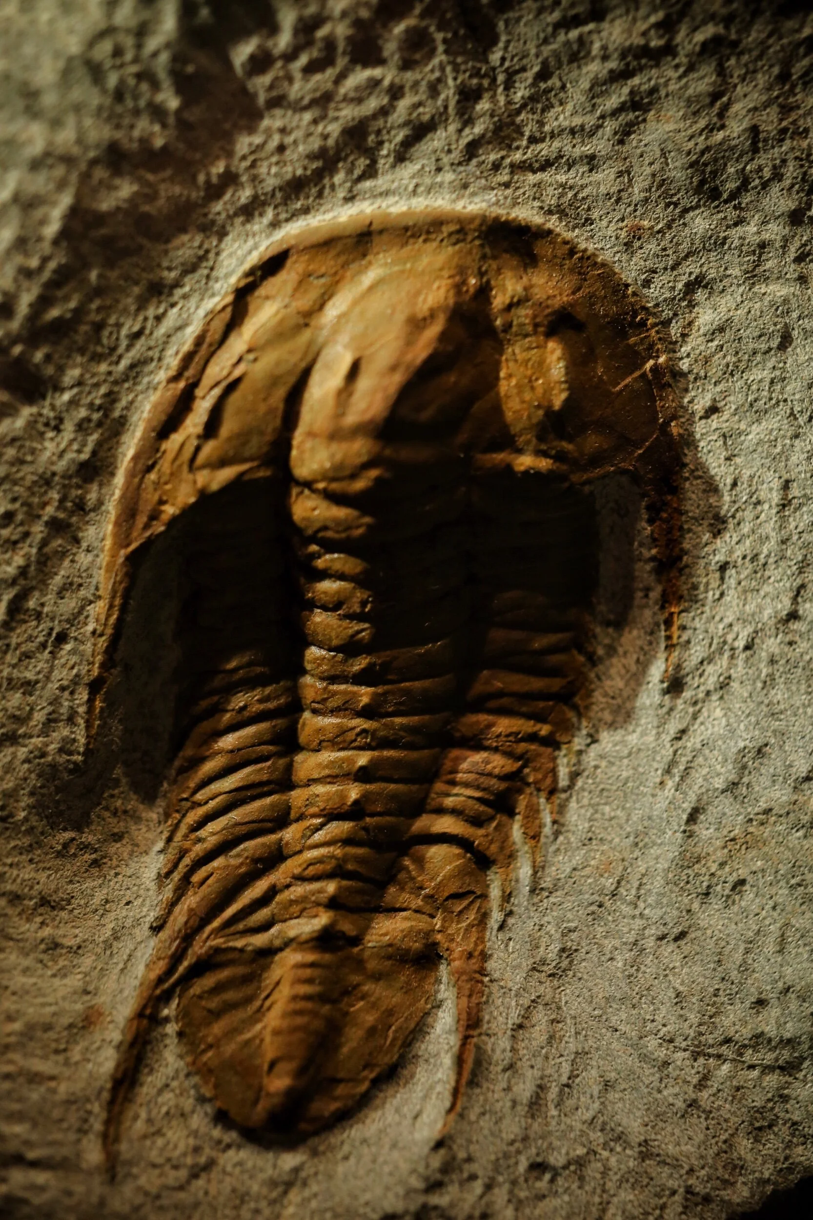 fossil in the Natural History Museum