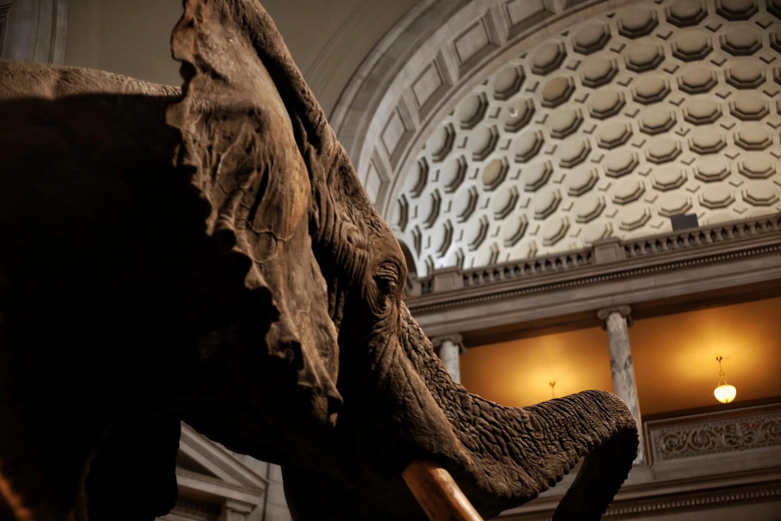 rotunda of the Natural History Museum