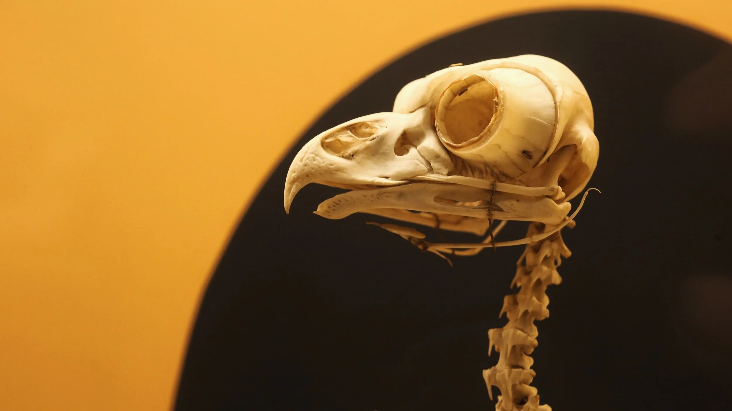 bird skeleton in the Natural History Museum
