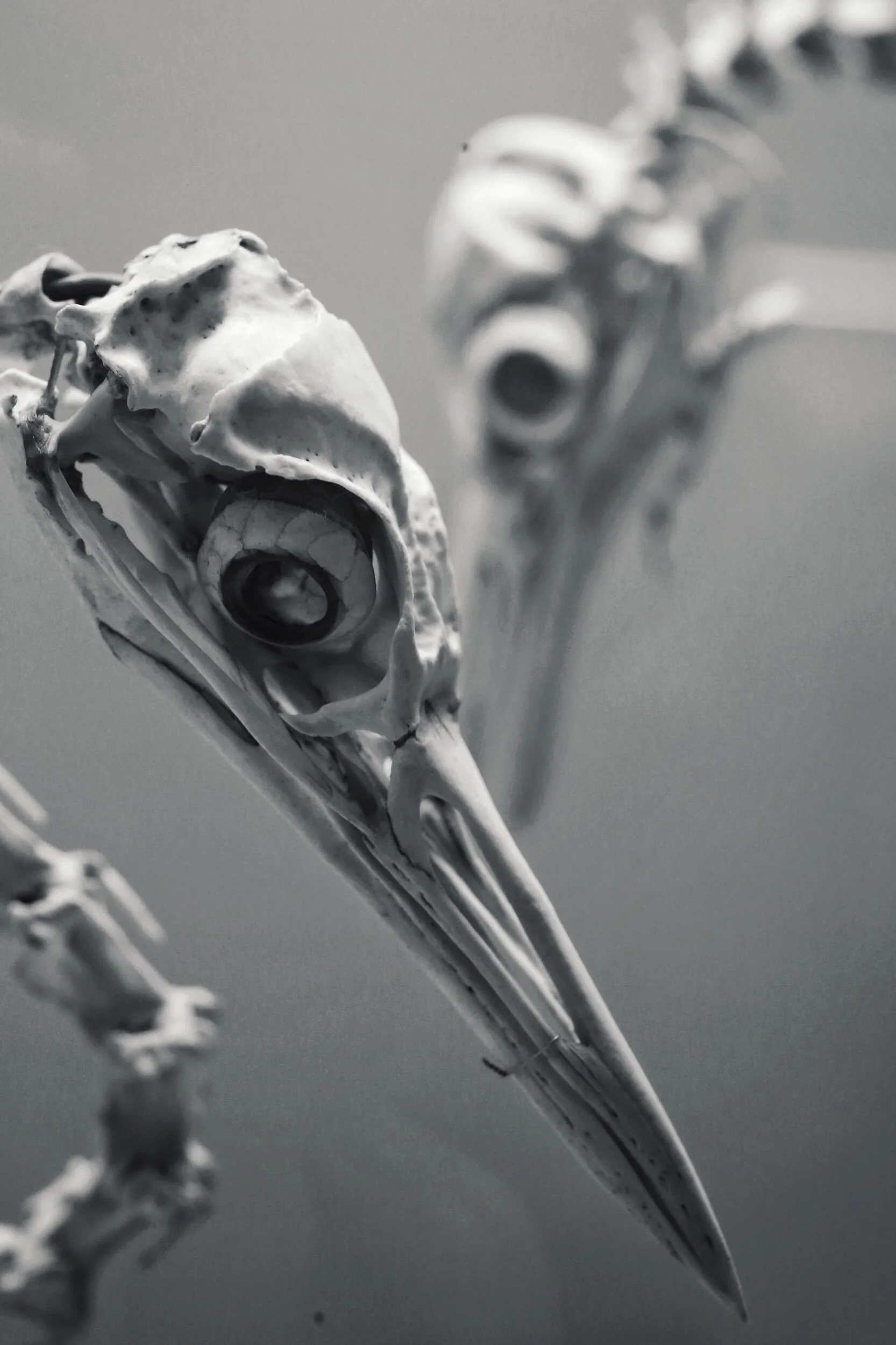 bird skeletons in the Natural History Museum