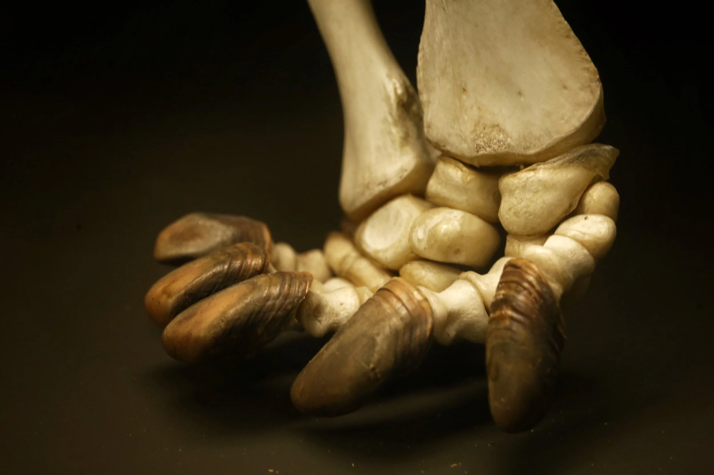 turtle foot skeleton in the Natural History Museum