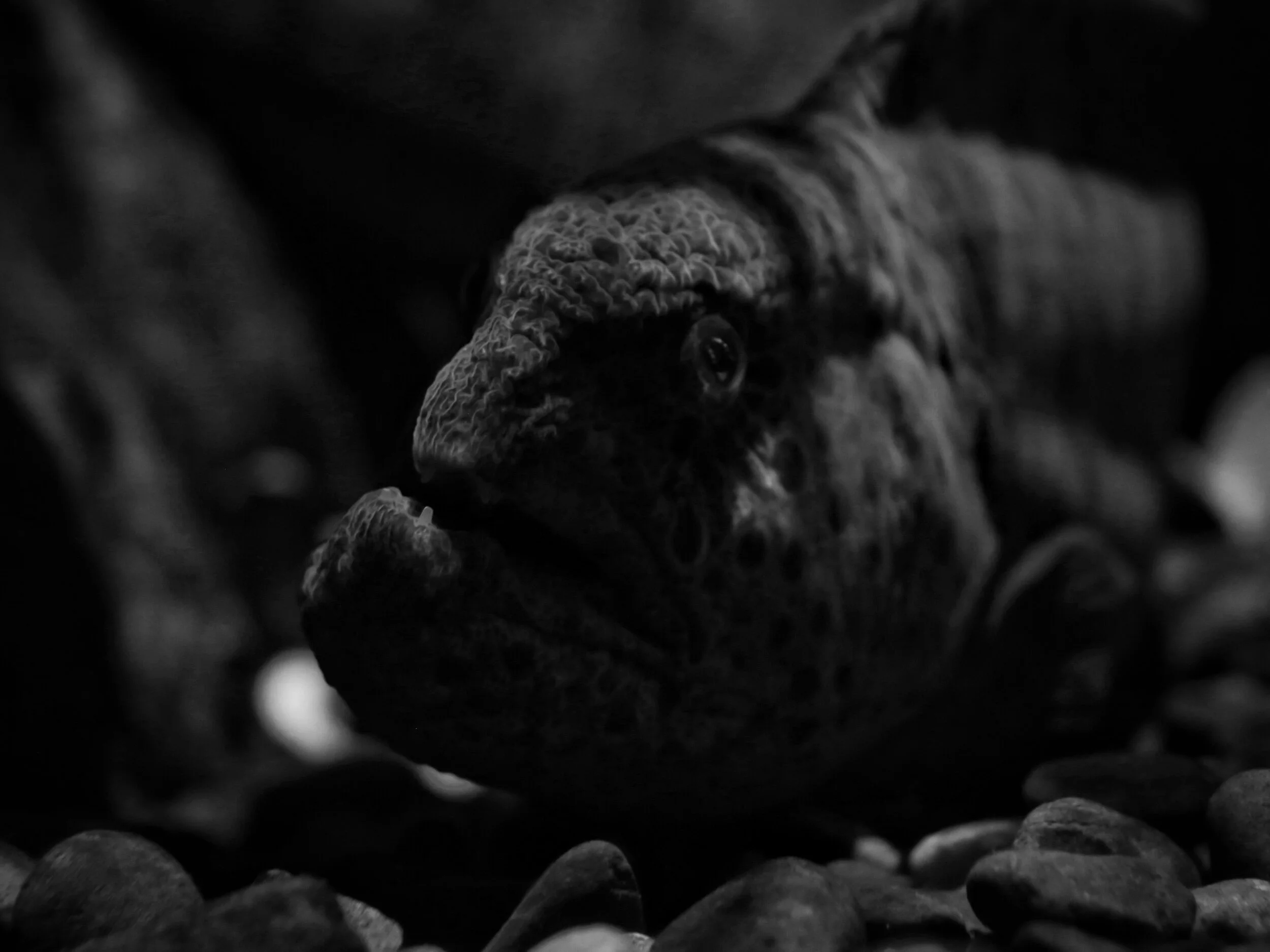 eel face
