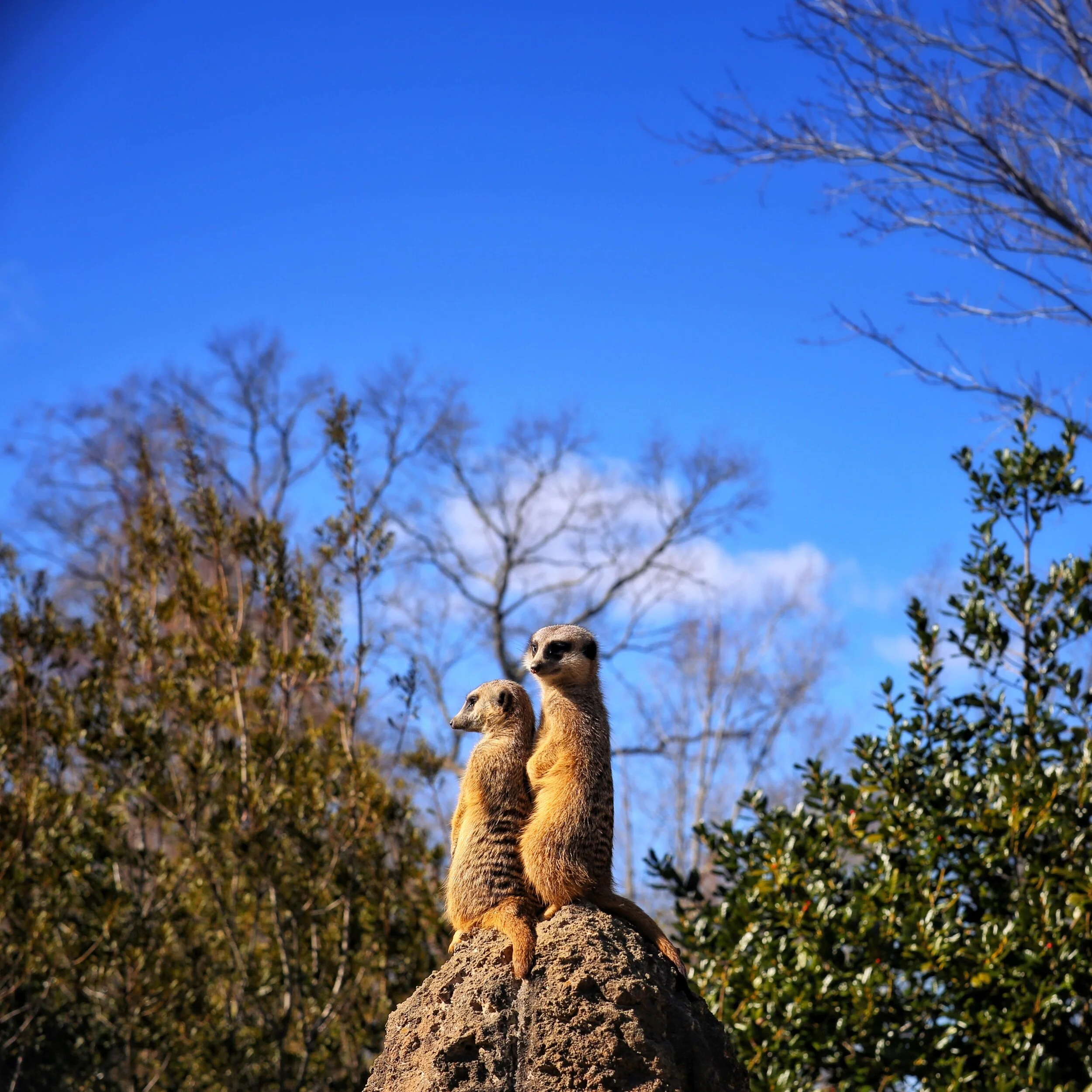 meerkat pair