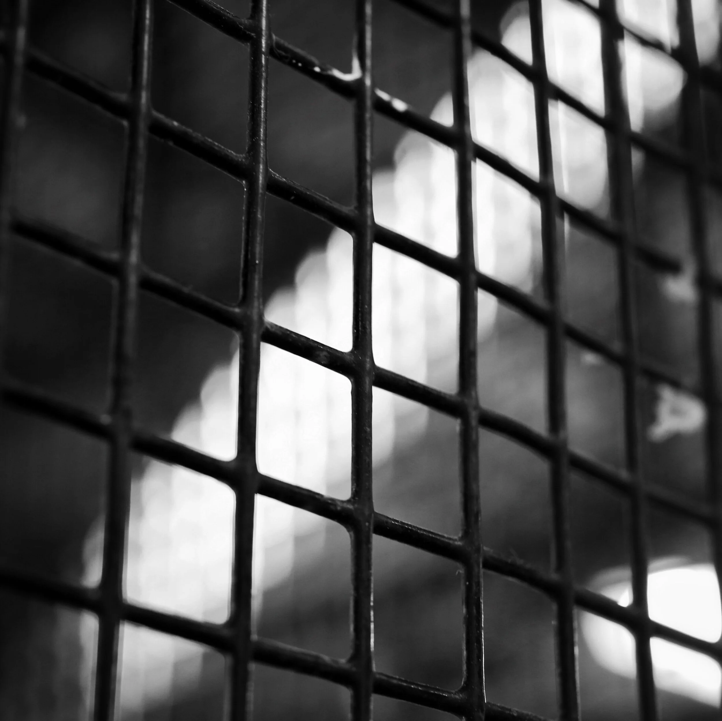 shadows in the owl enclosure
