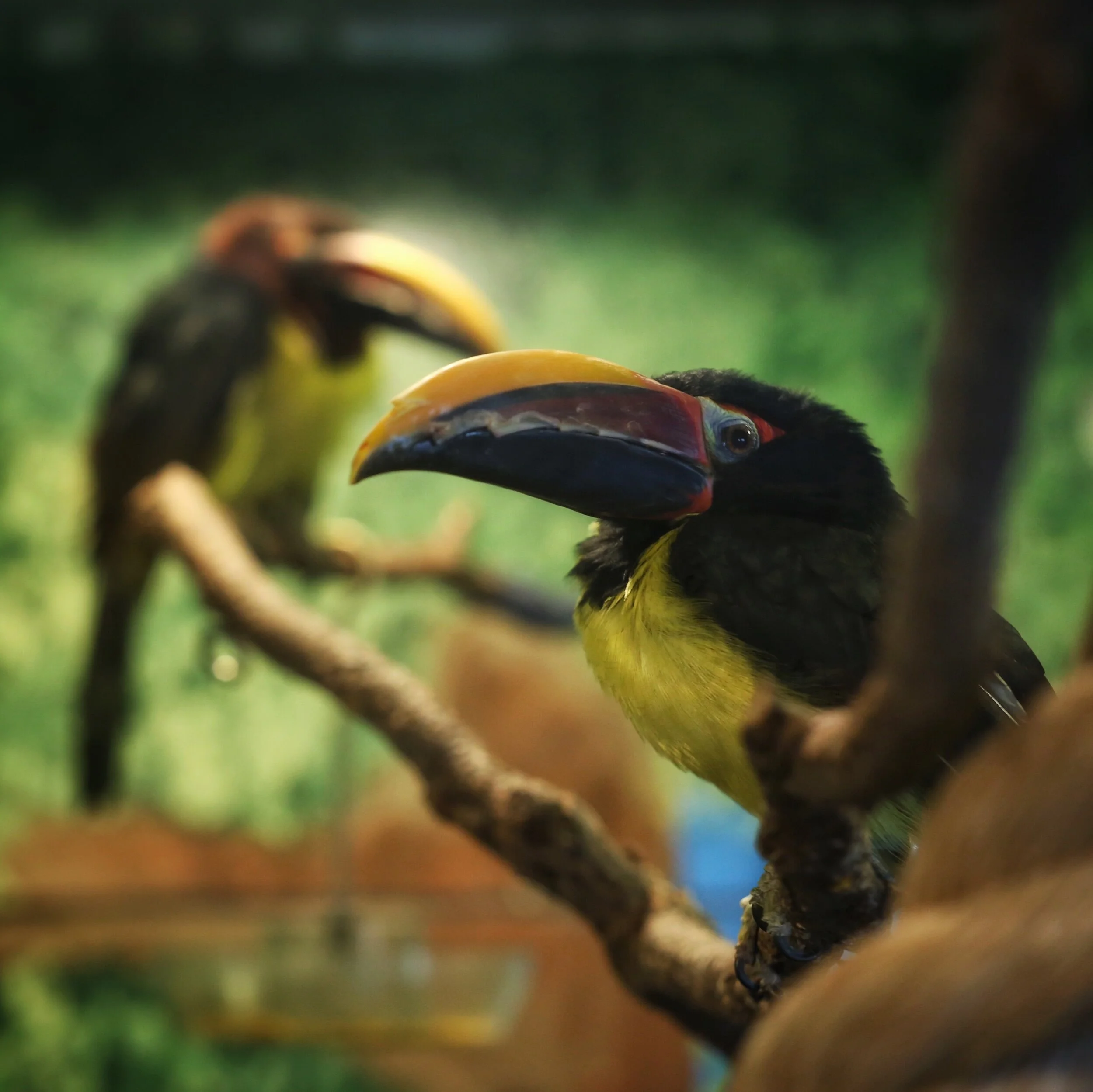 toucan pair