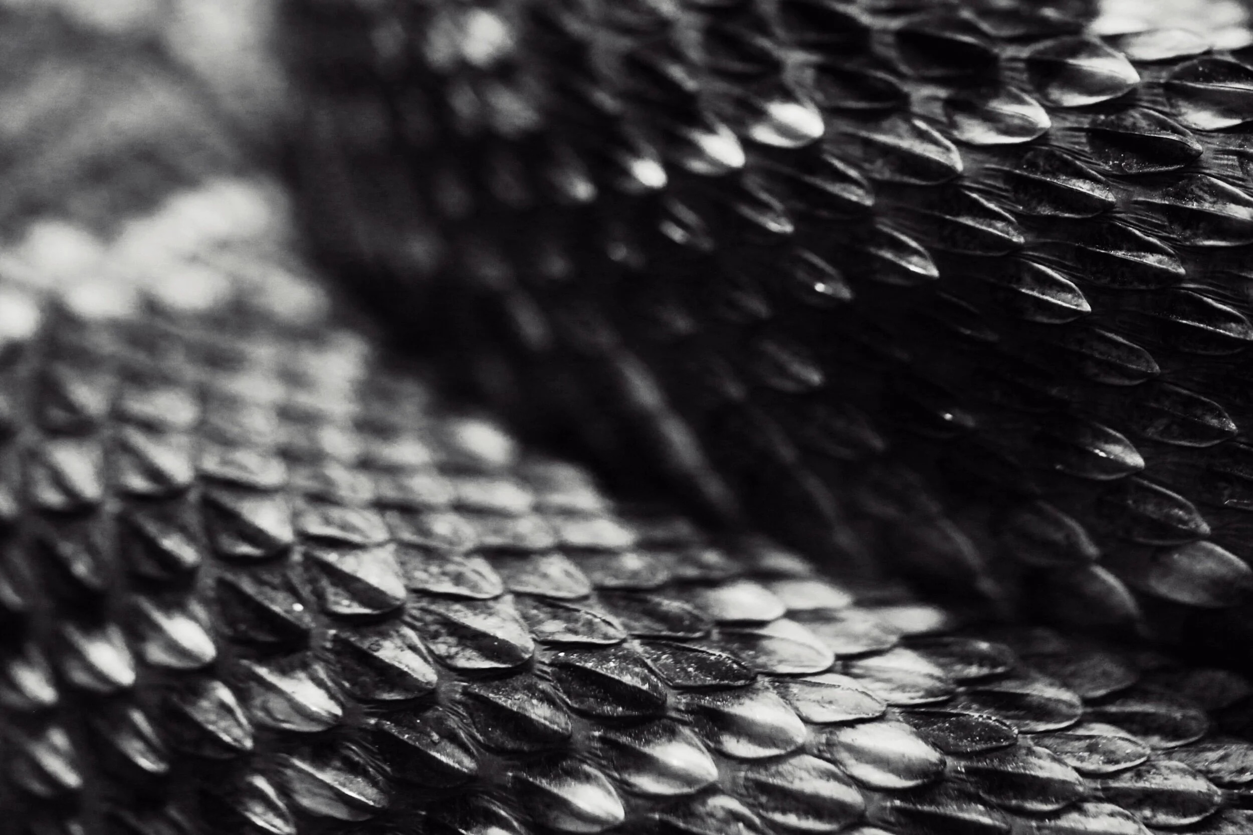 snake skin detail