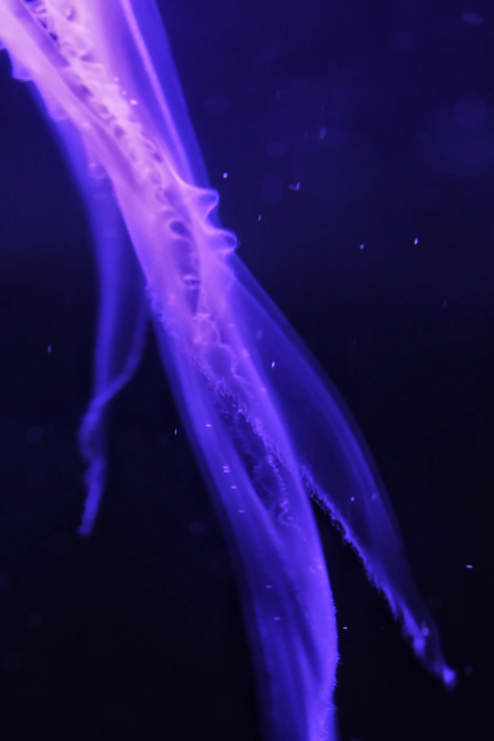 jellyfish tendrils