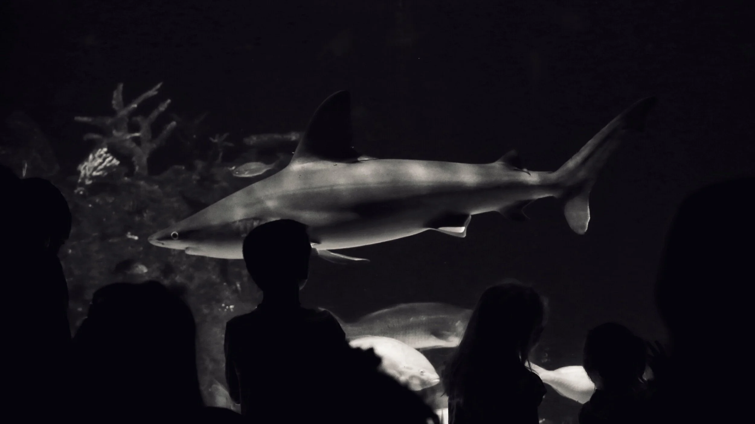 shark tank