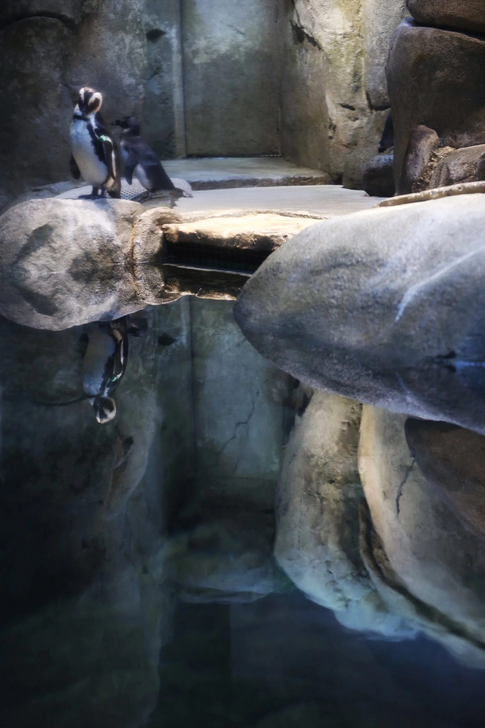 penguin enclosure