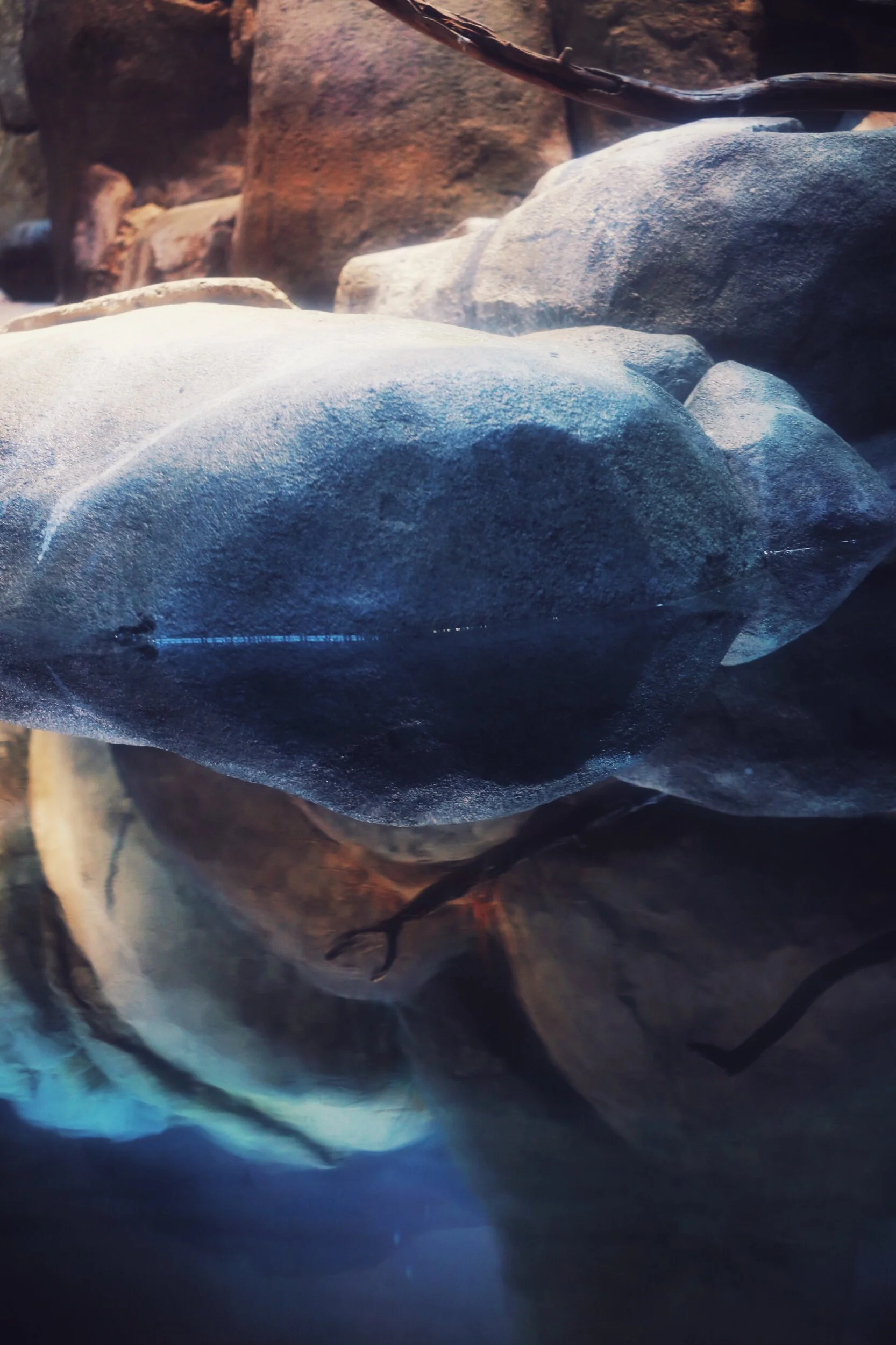 penguin enclosure