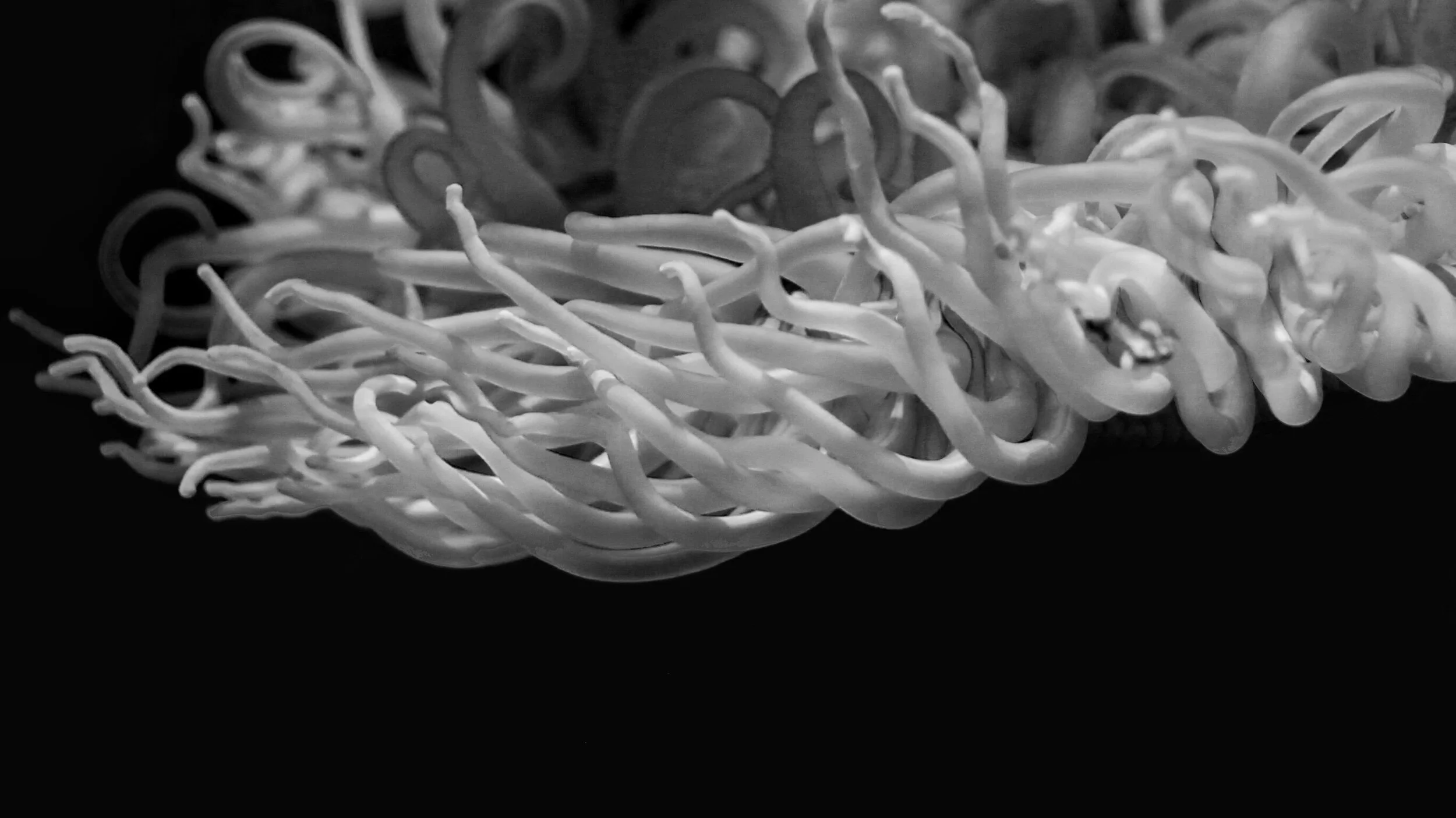 anemone detail