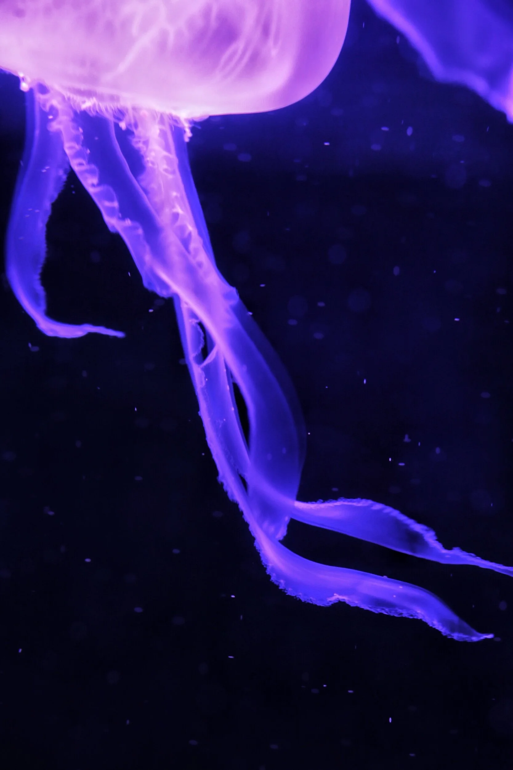 jellyfish tendrils